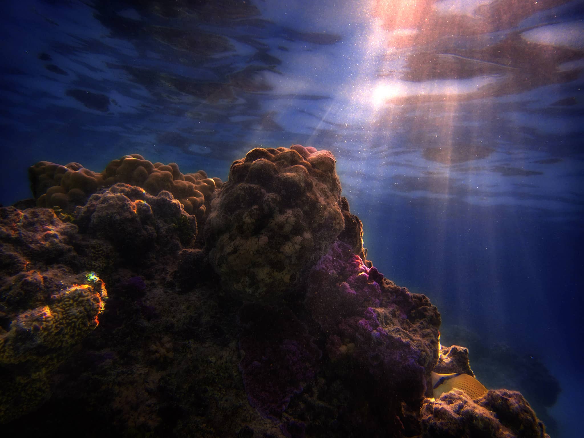 Speckled Butterflyfish