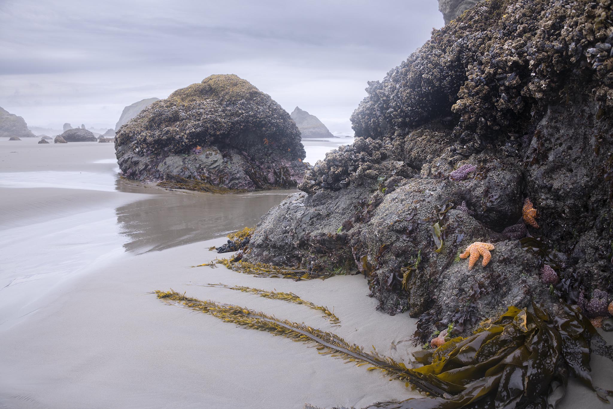 Starfish at Oregon Bandon Beach