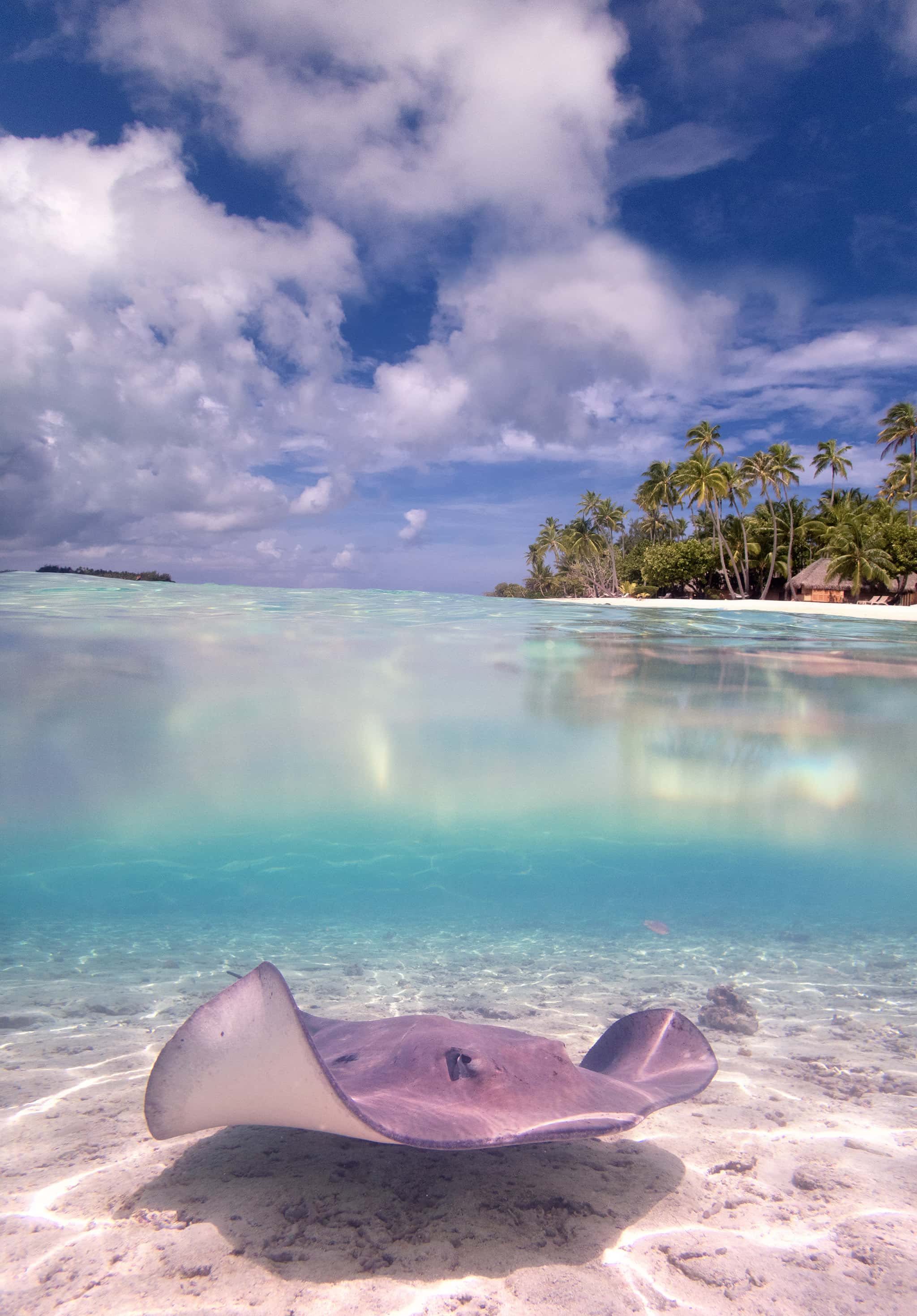 Sting ray swimming underwater