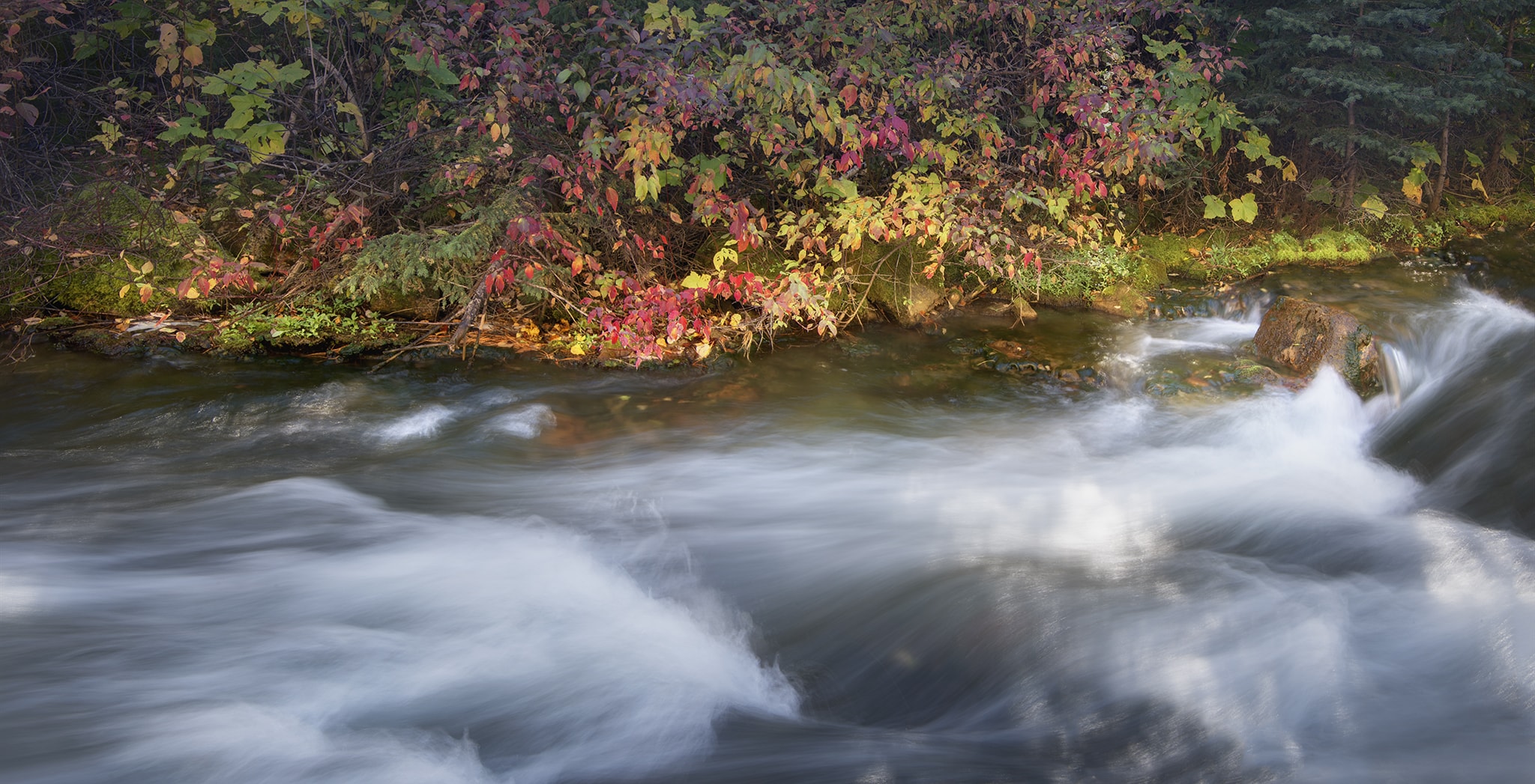 Water flowing under autumn leaves