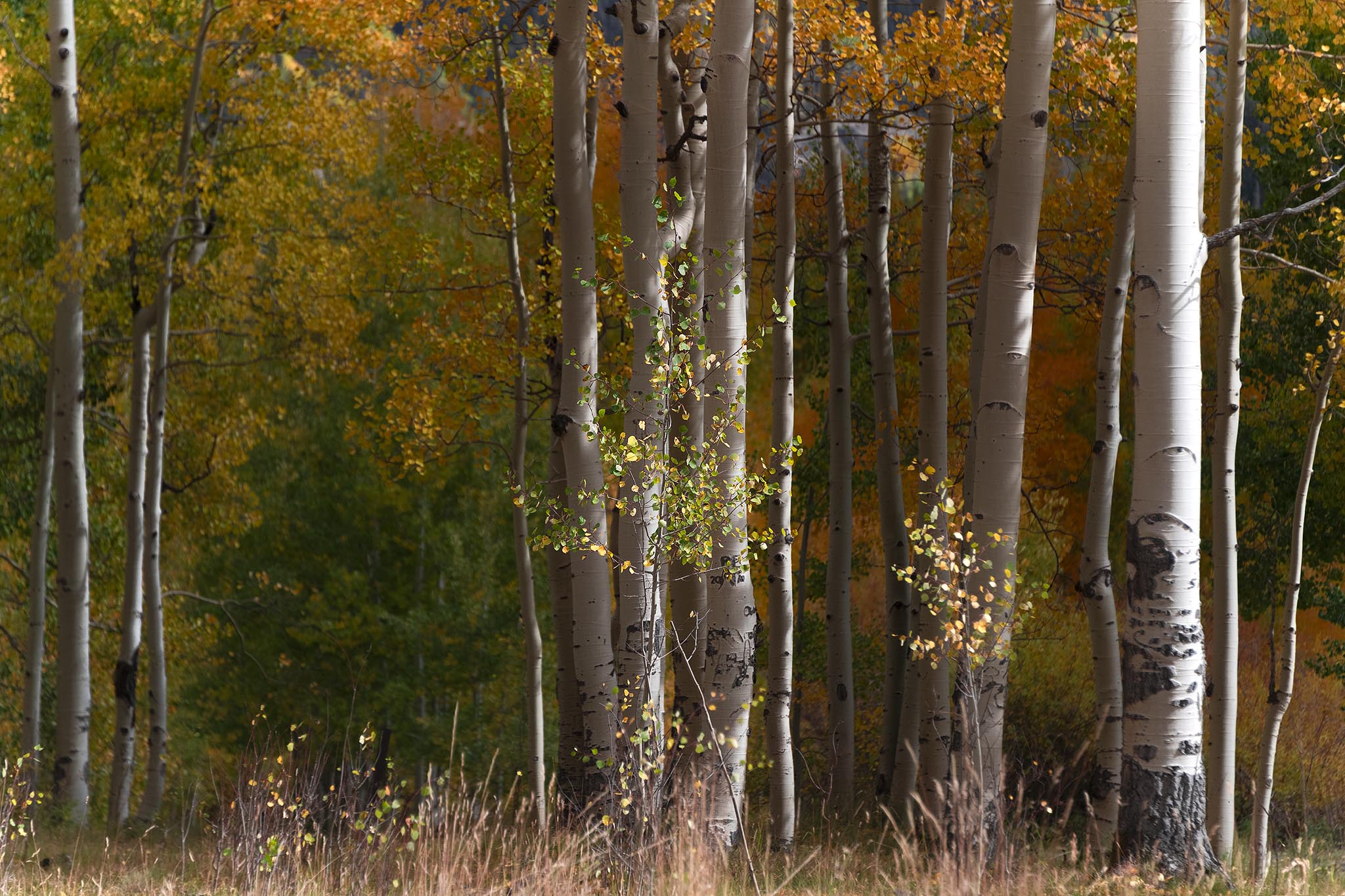 Aspen row in Colorado