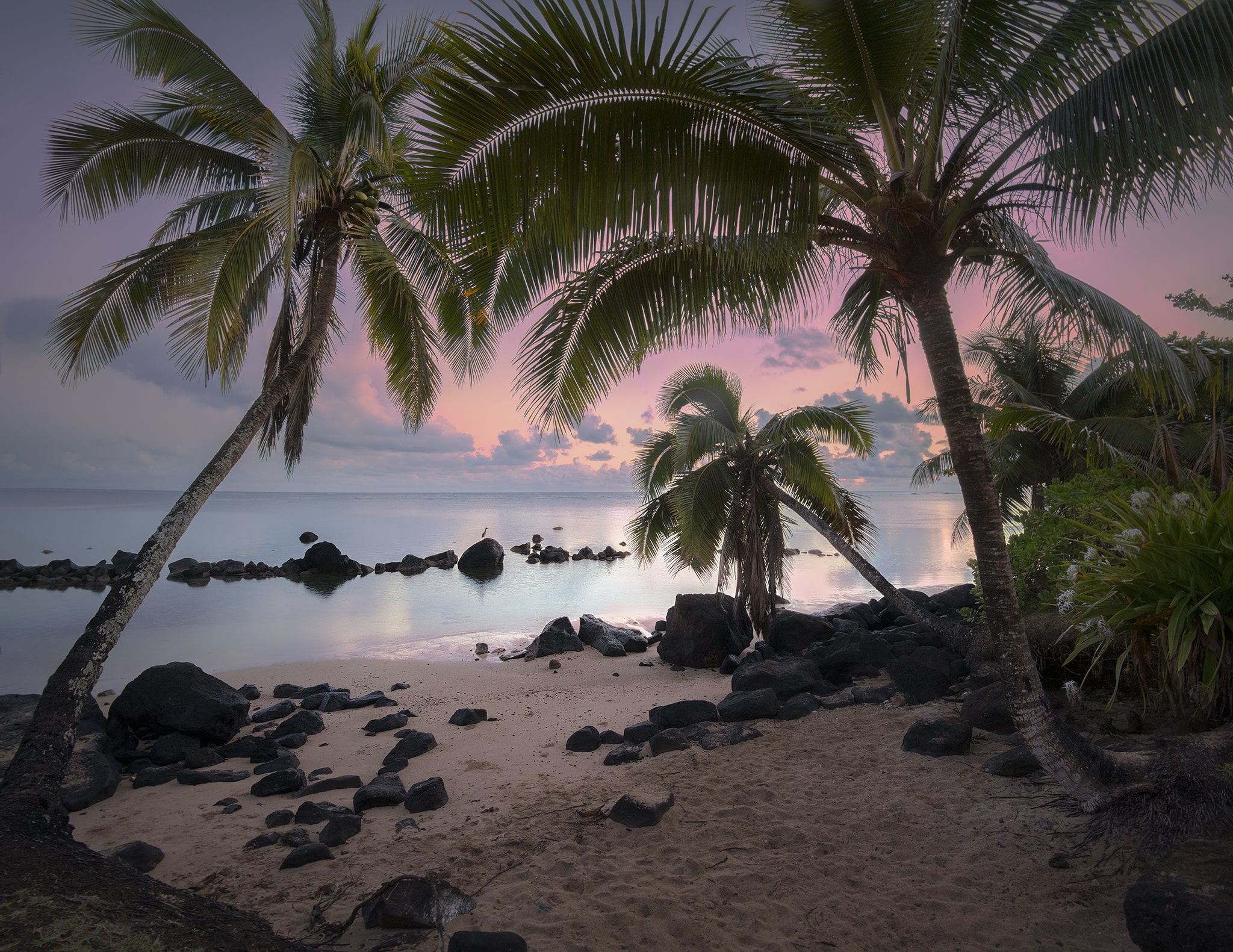 Egret in Hawaii on Beach