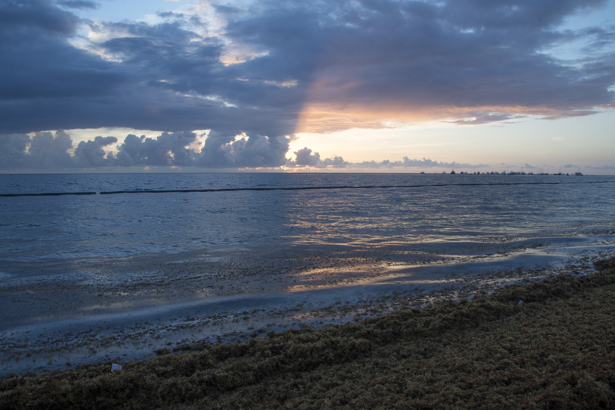 Thick Seaweed at Dominican Republic