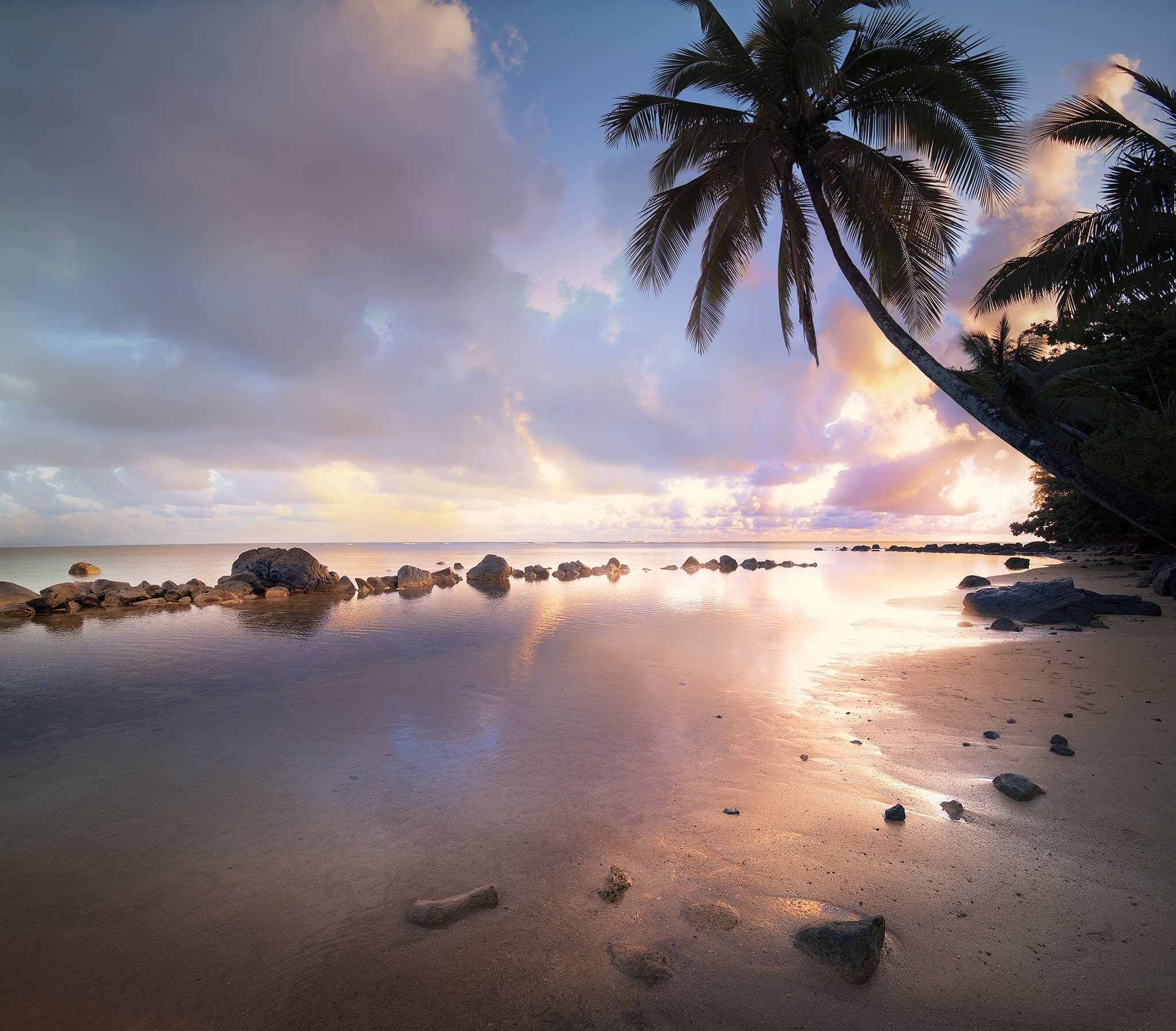 Palm Tree on Beach in Hawaii