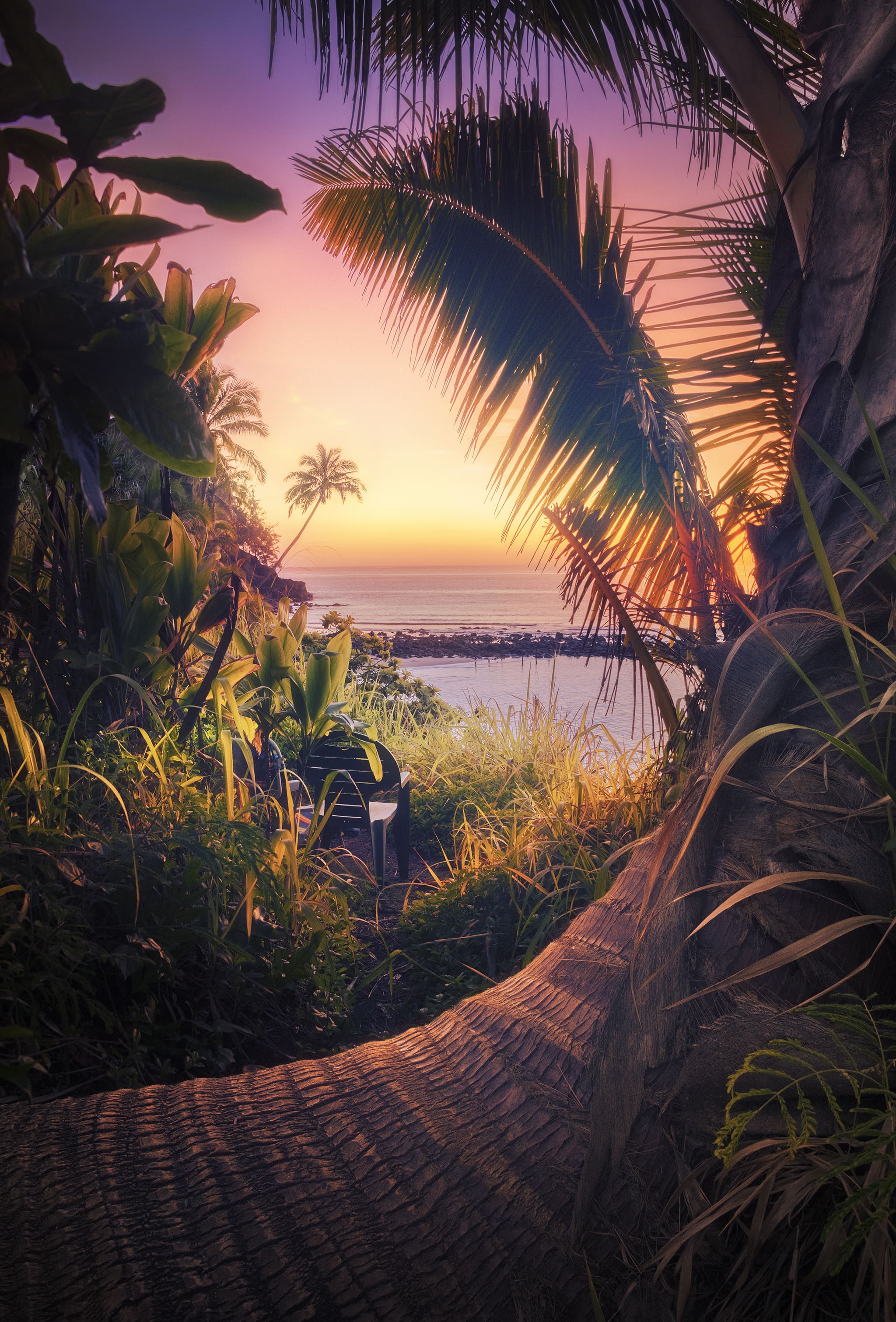 Palm trees in Kauai Hawaii
