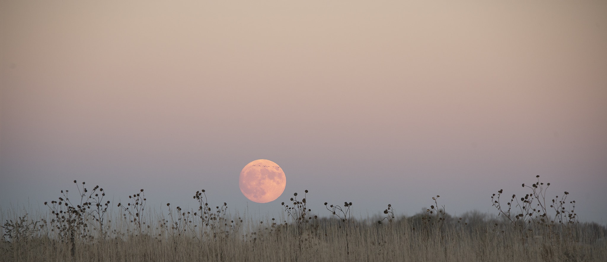 Birds Flying in Front of Moon