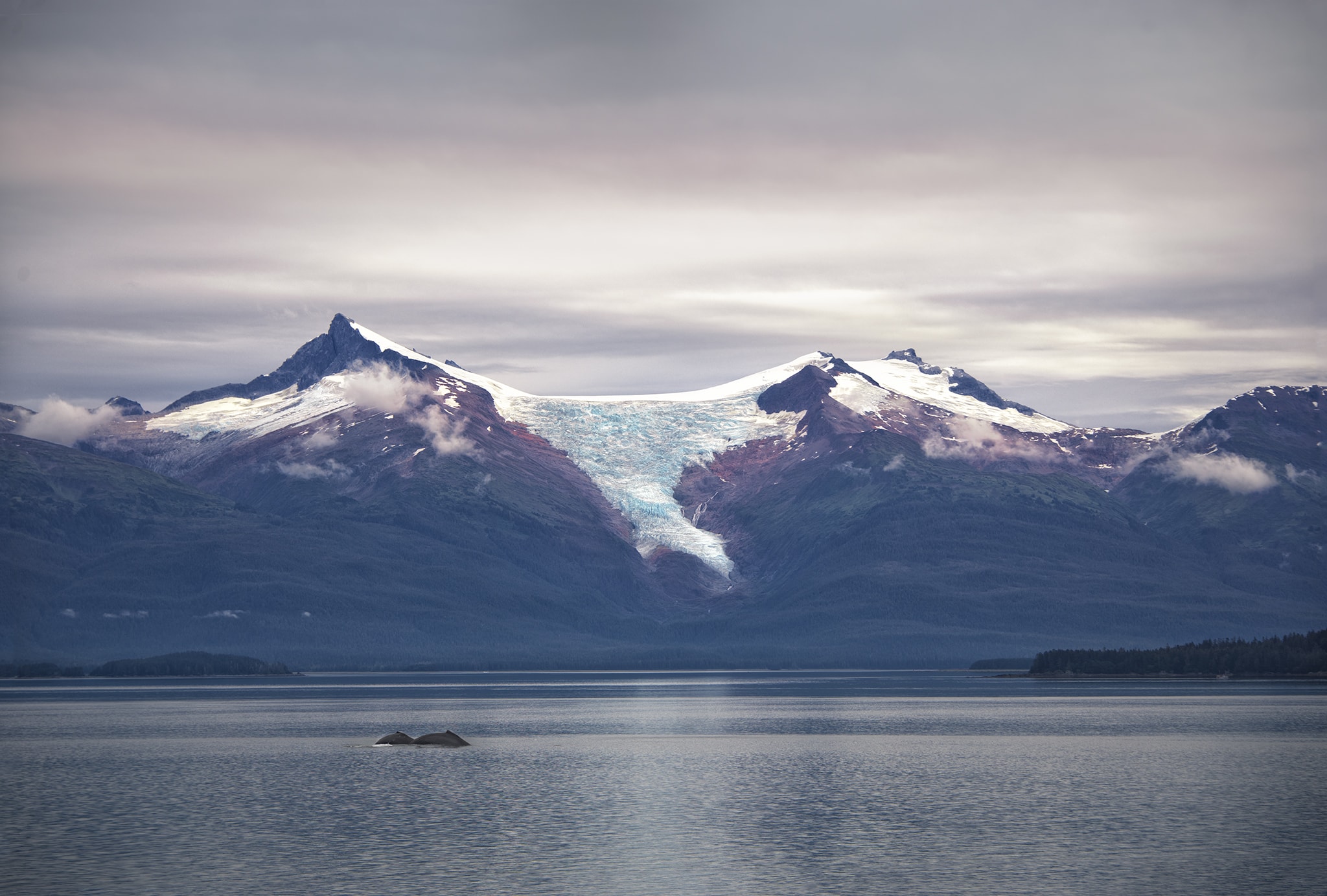 Two whales in Alaska