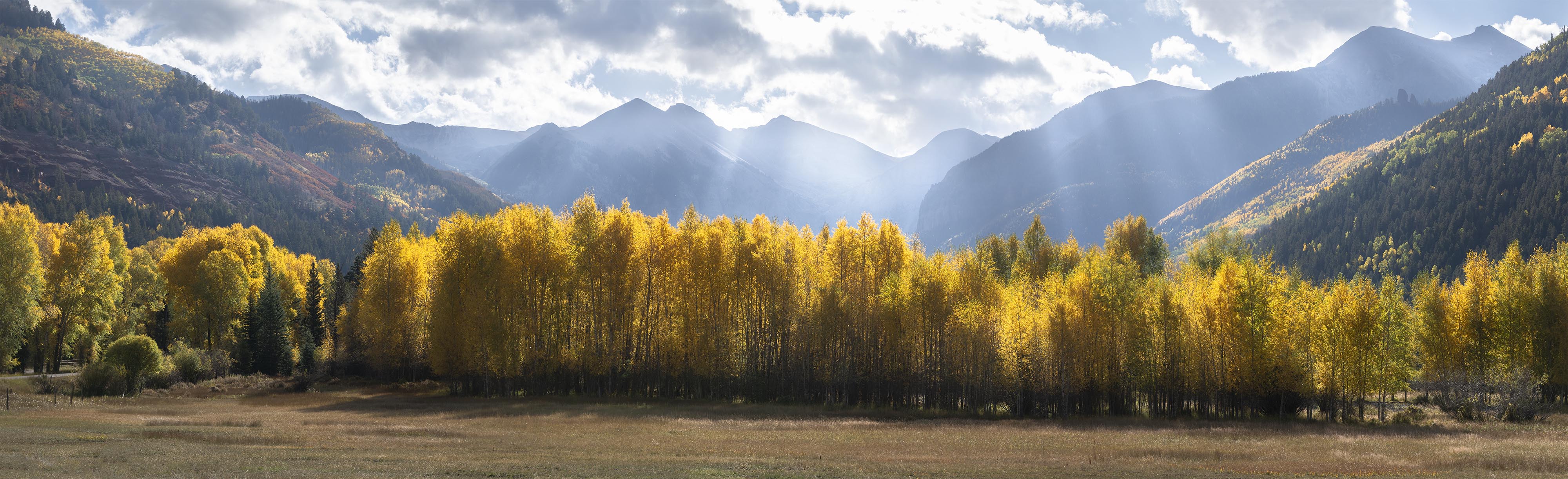Golden Aspen Trees in Telluride Colorado