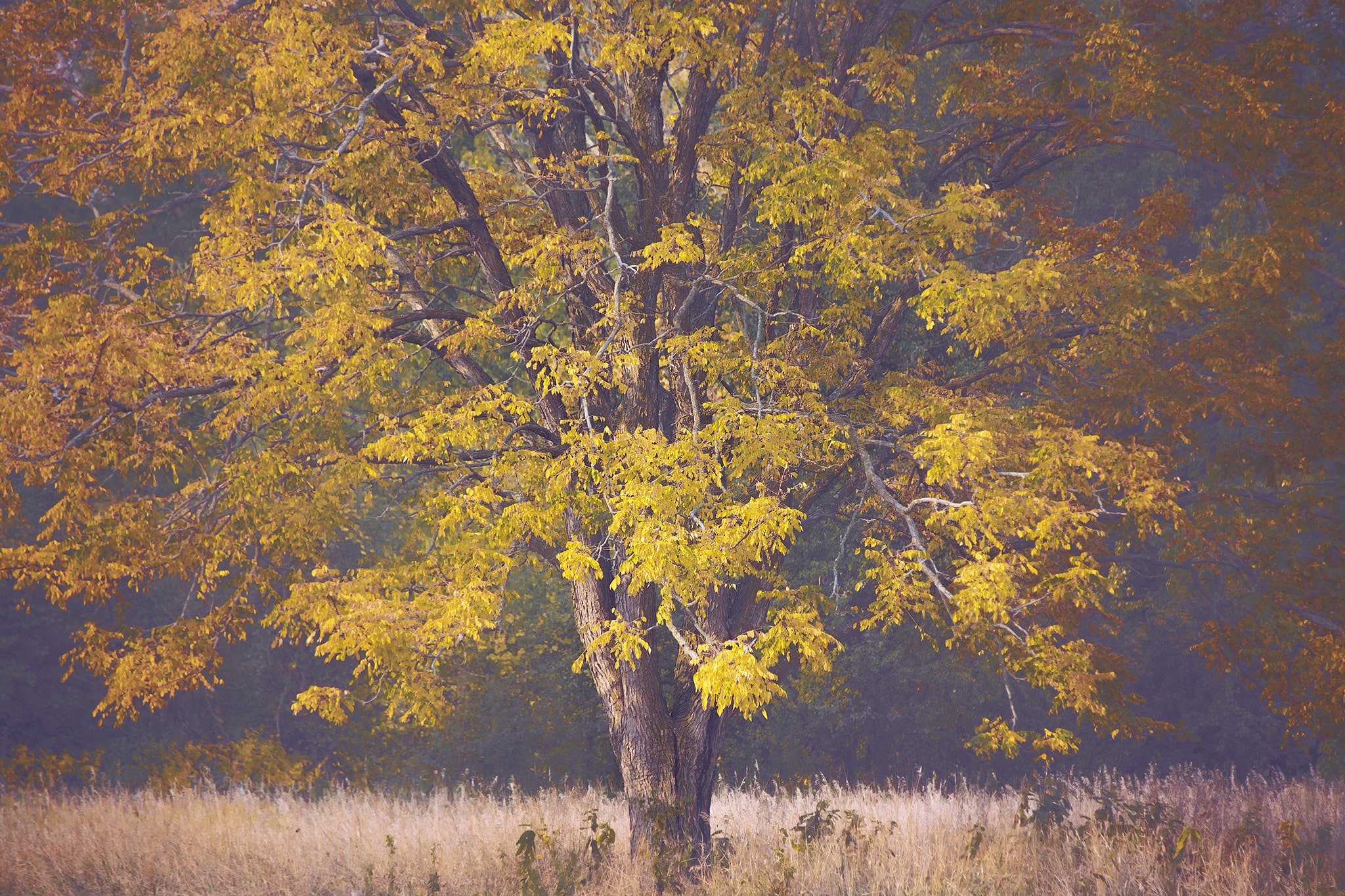 Golden Tree