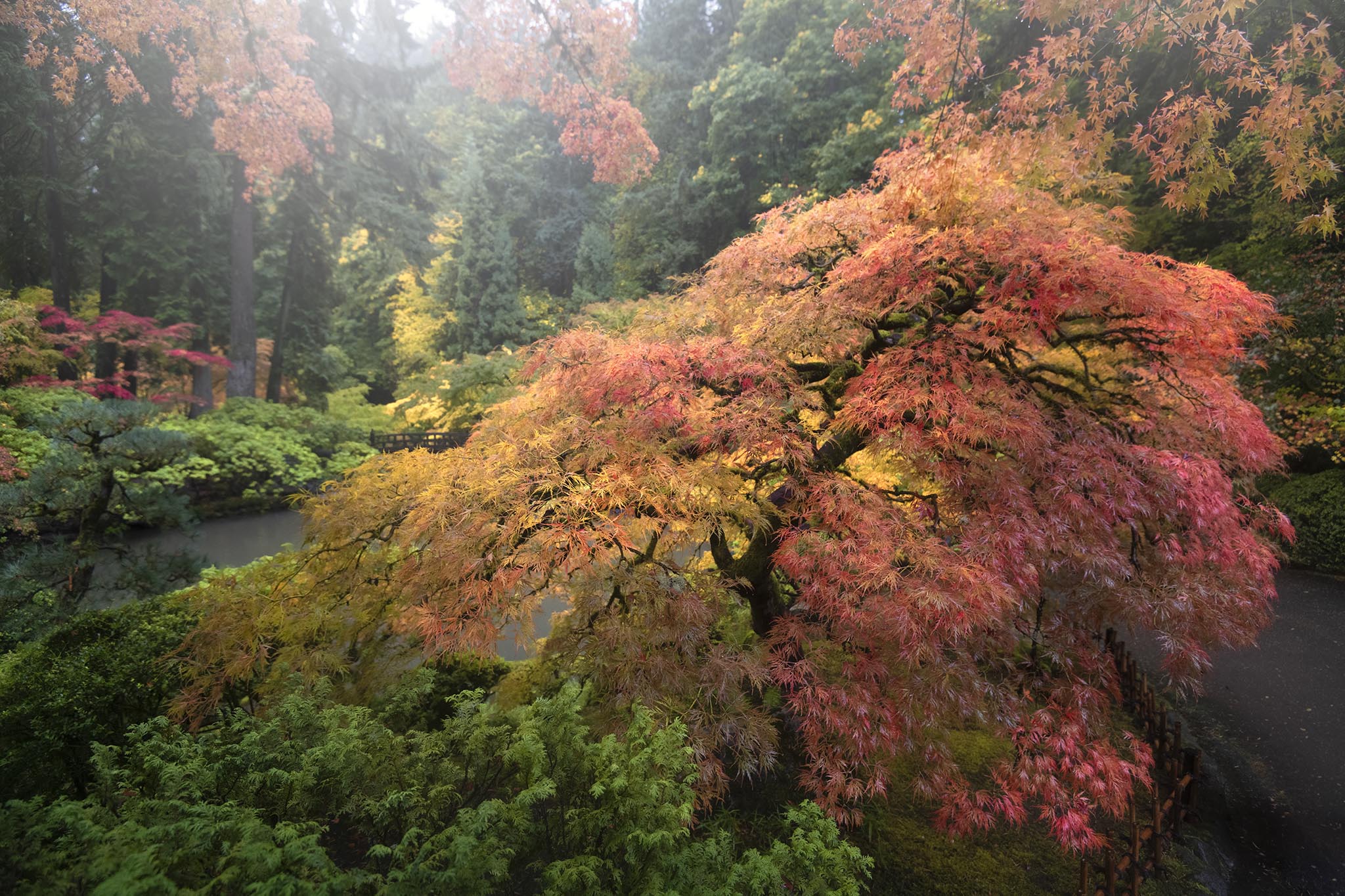 Side Angle of Japanese Maple Tree