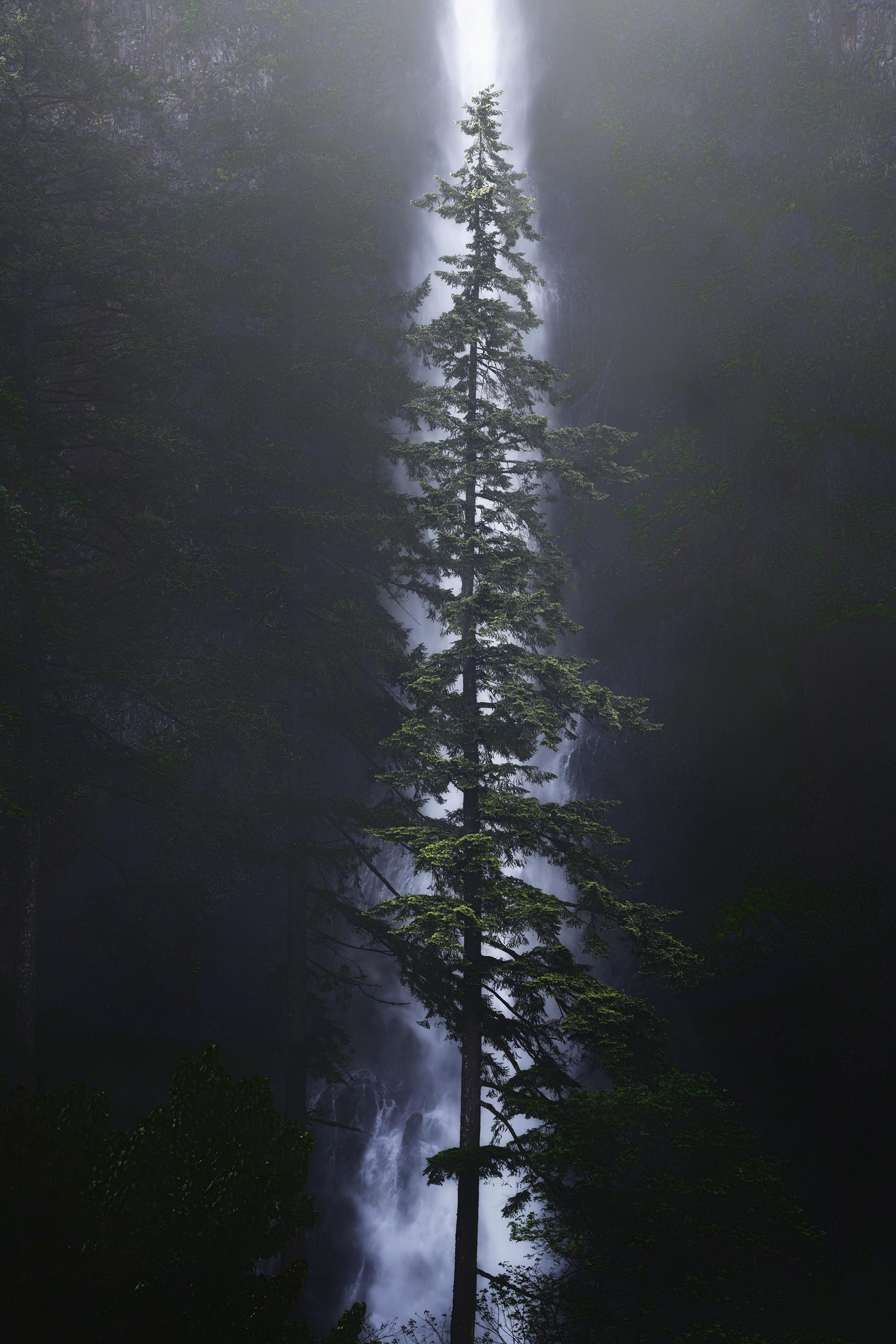 Tall Pine Tree in front of waterfall