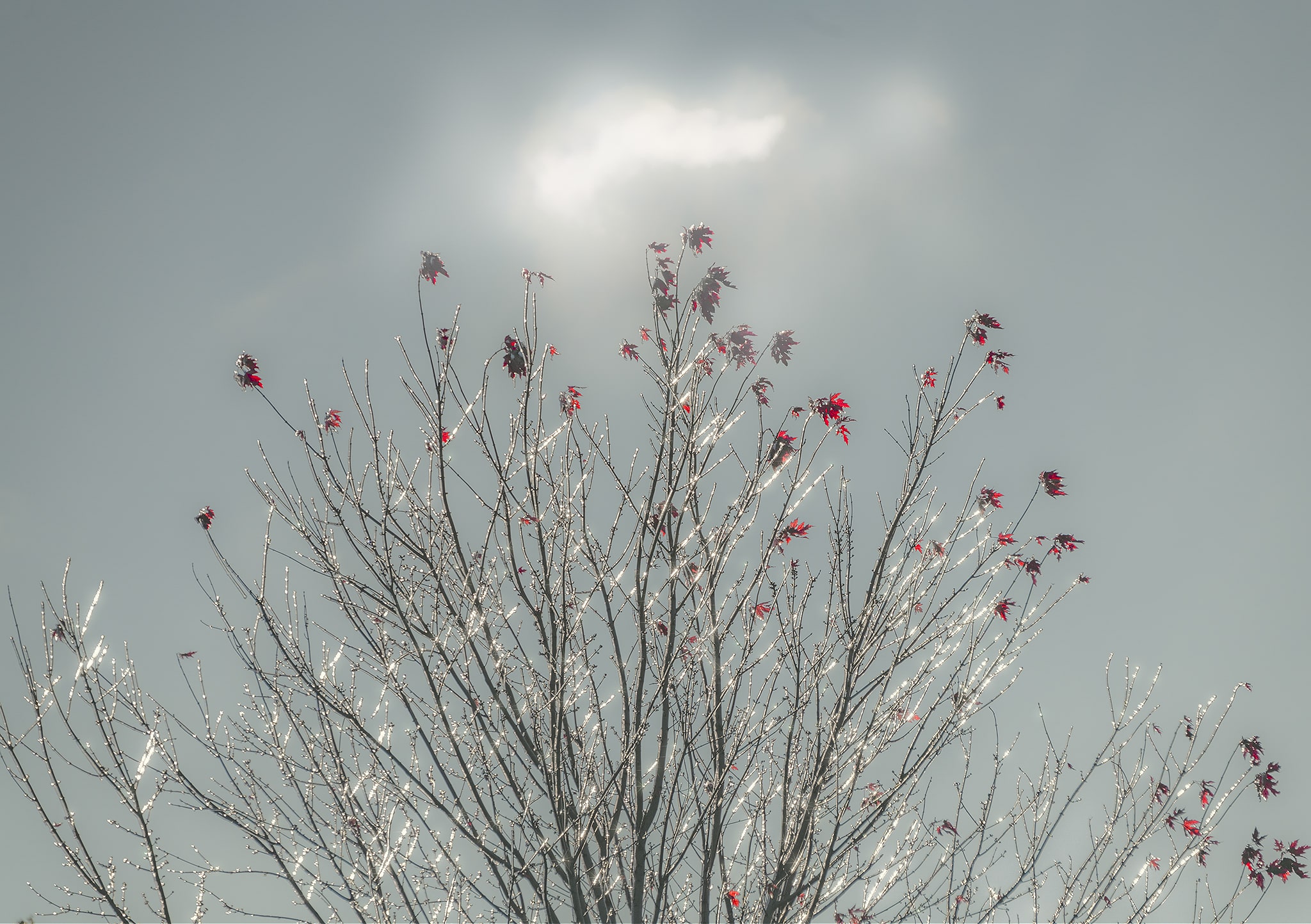 Icy Trees with Leaves