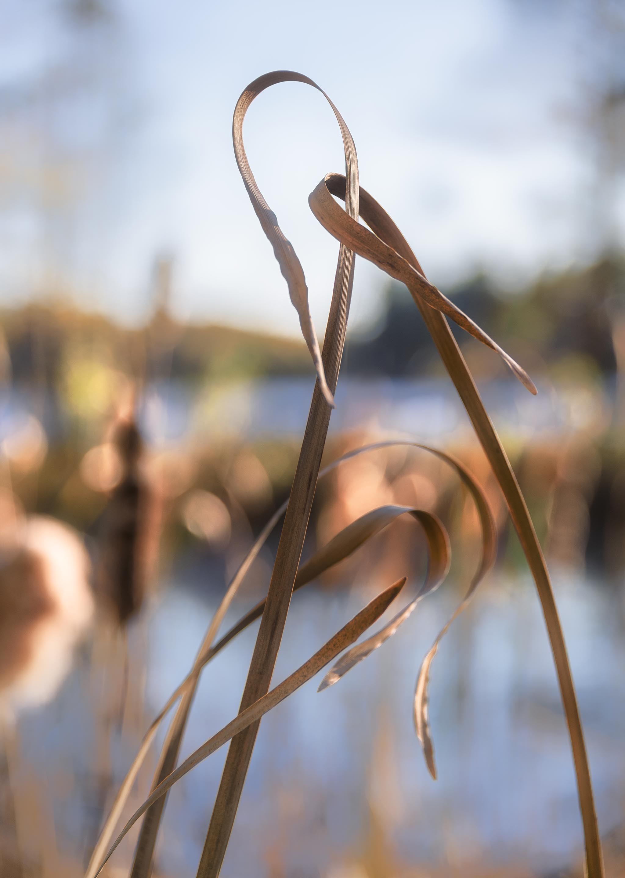 Twisting Twirling Reeds