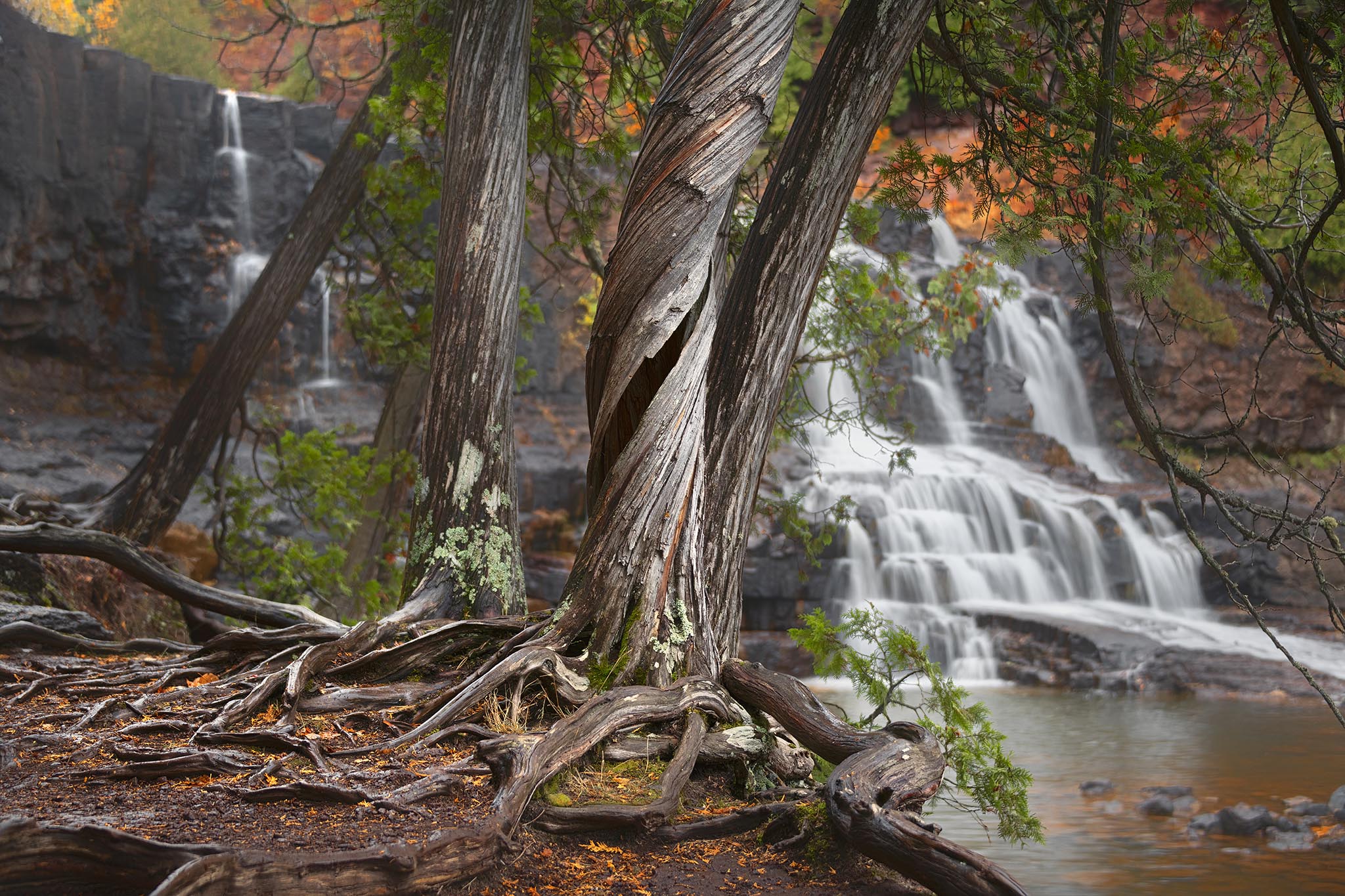 Twisted Tree and Waterfall Picture