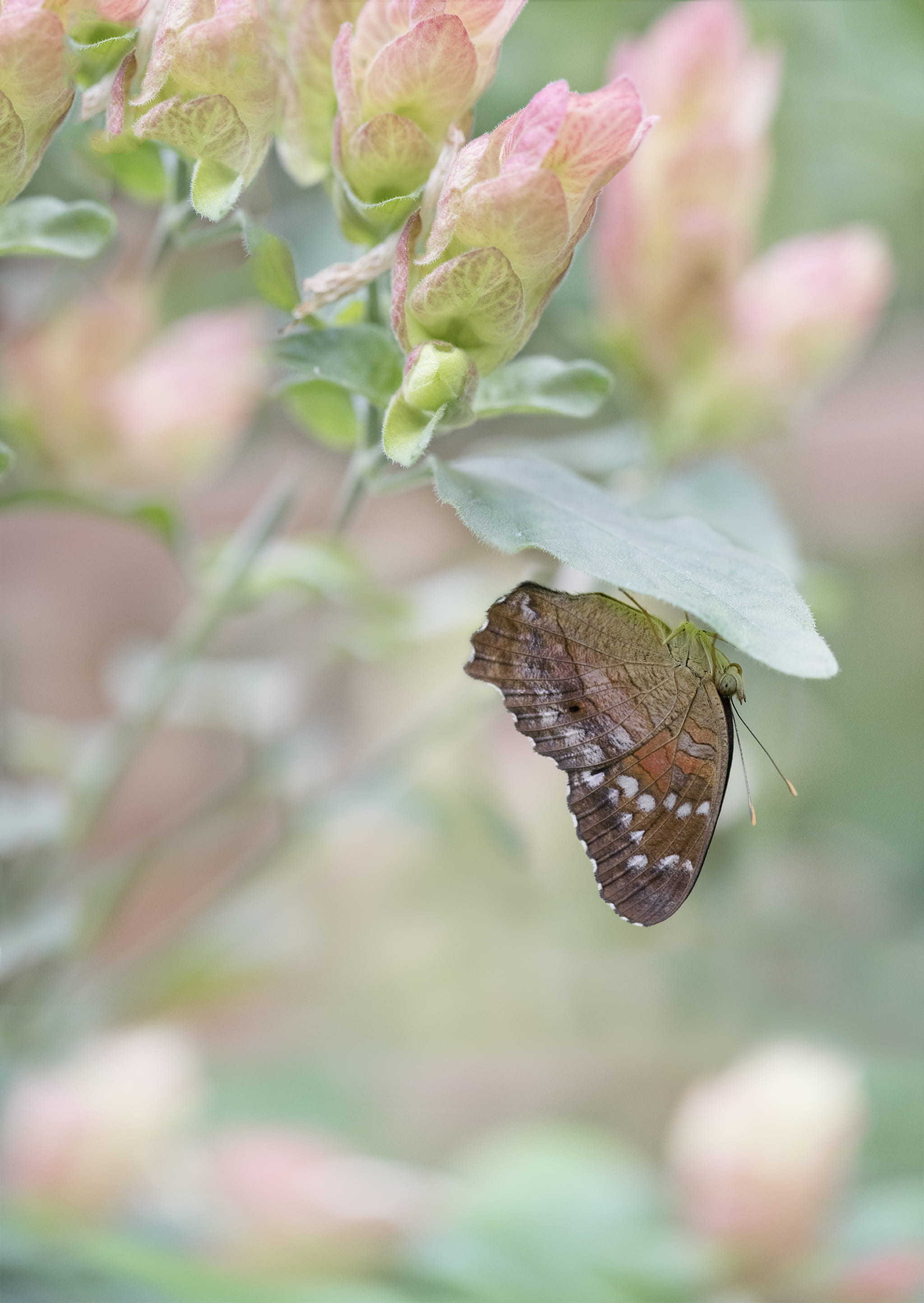 Upside down butterfly