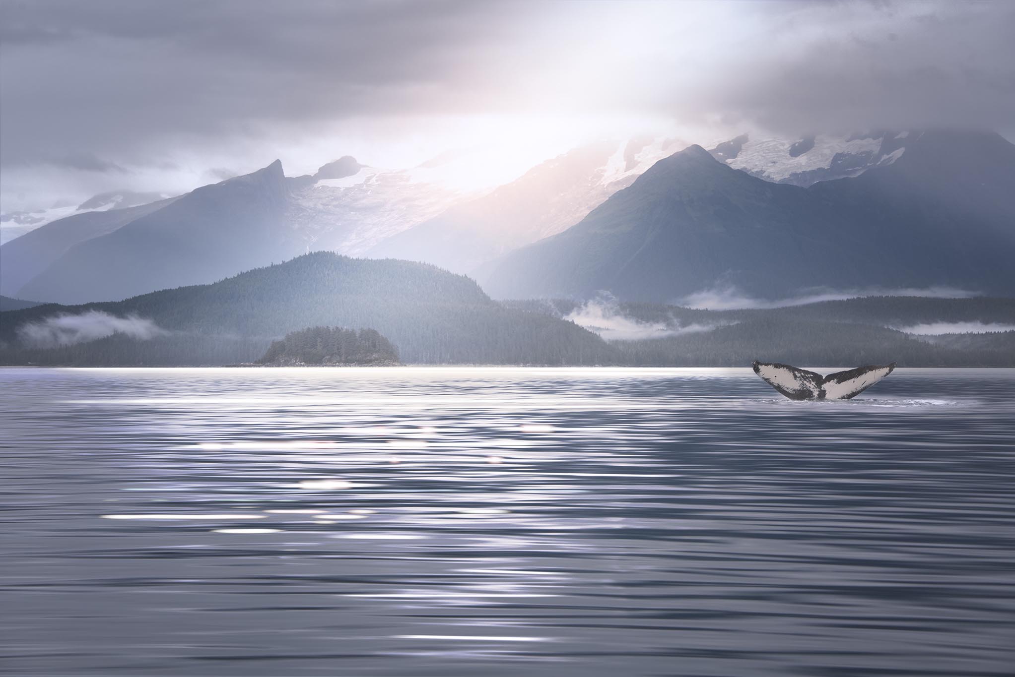 Whale Tail in Juno Alaska