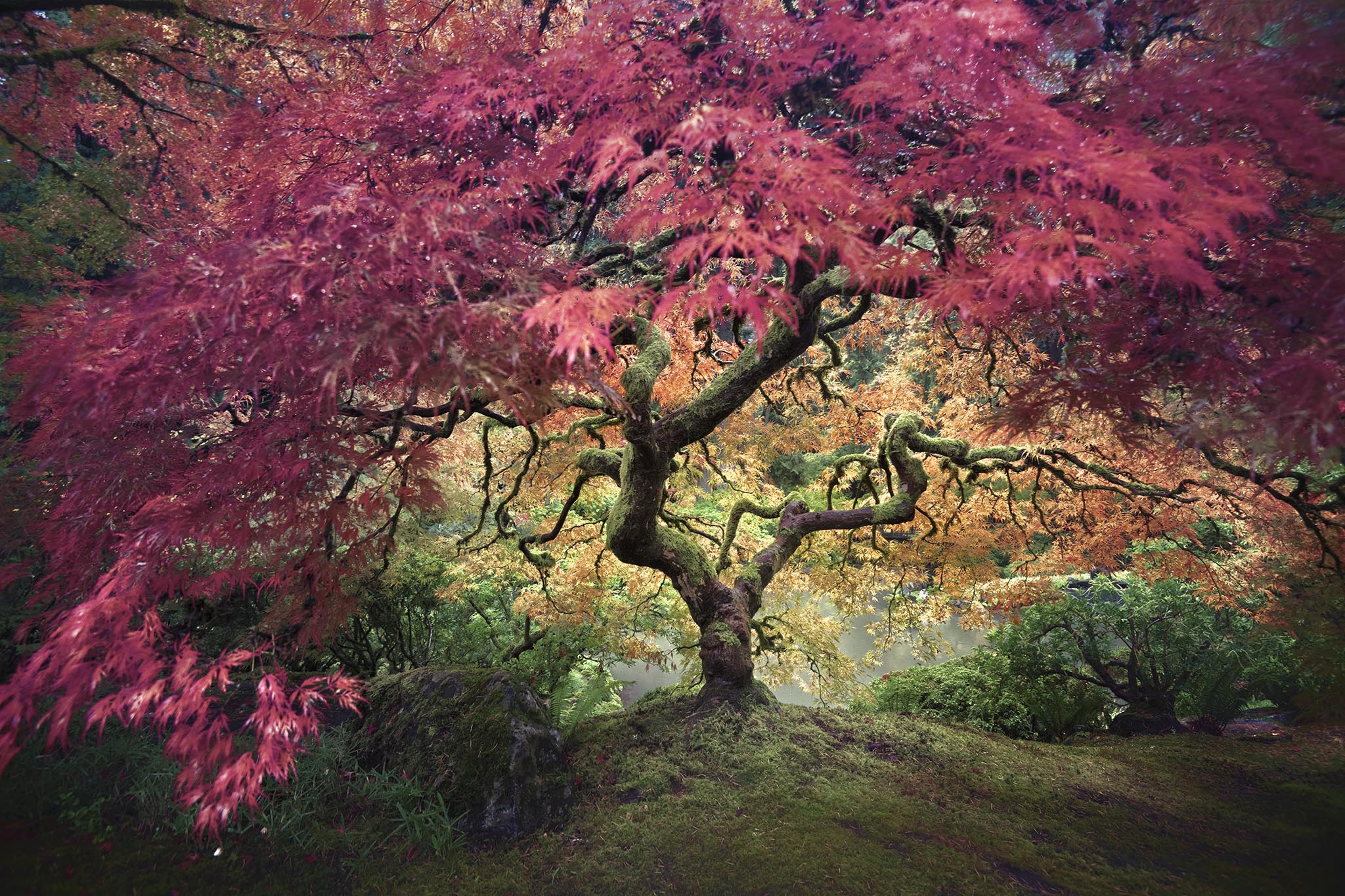 Deep Red Leaves - Japanese Maple Tree