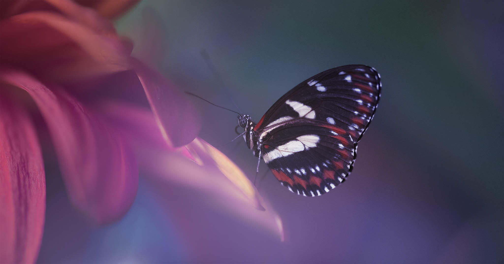 Butterfly on Vibrant Flowers