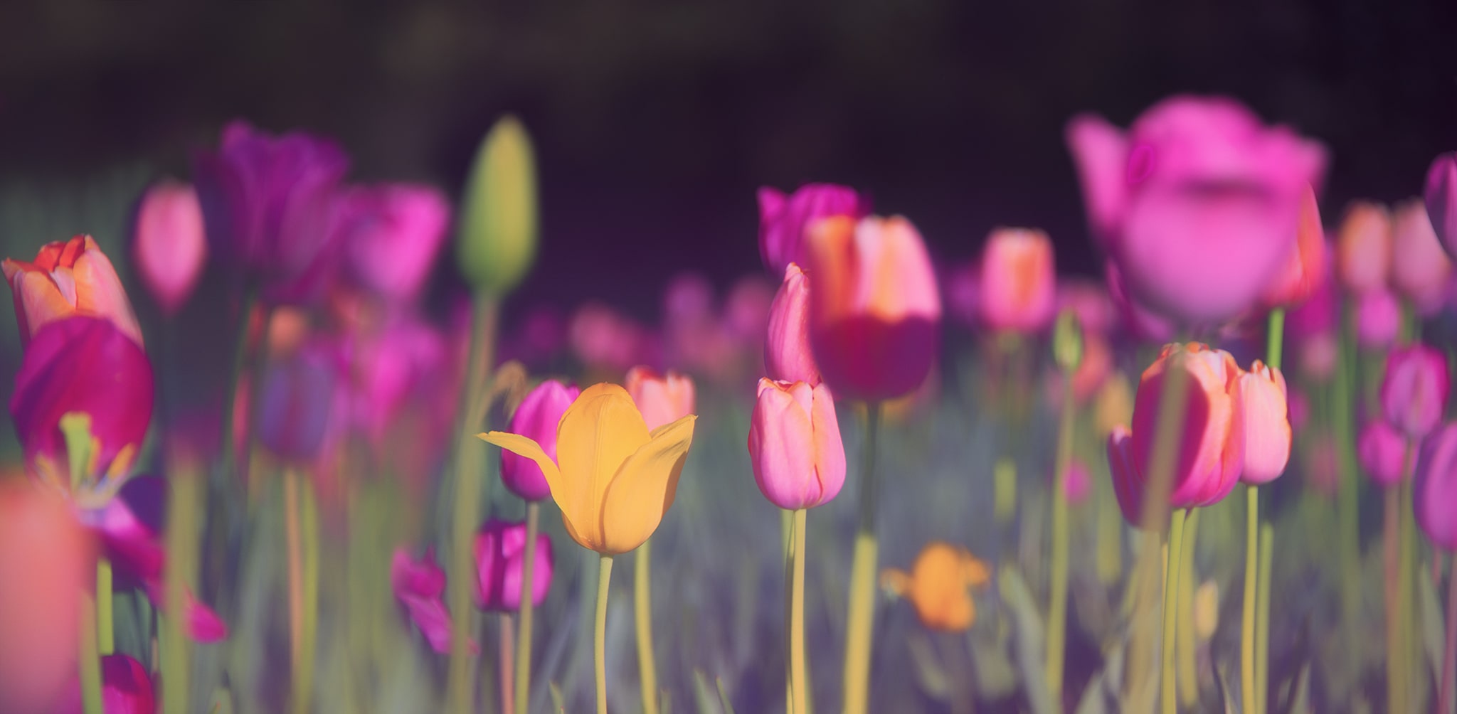 Field of Tulip Flowers