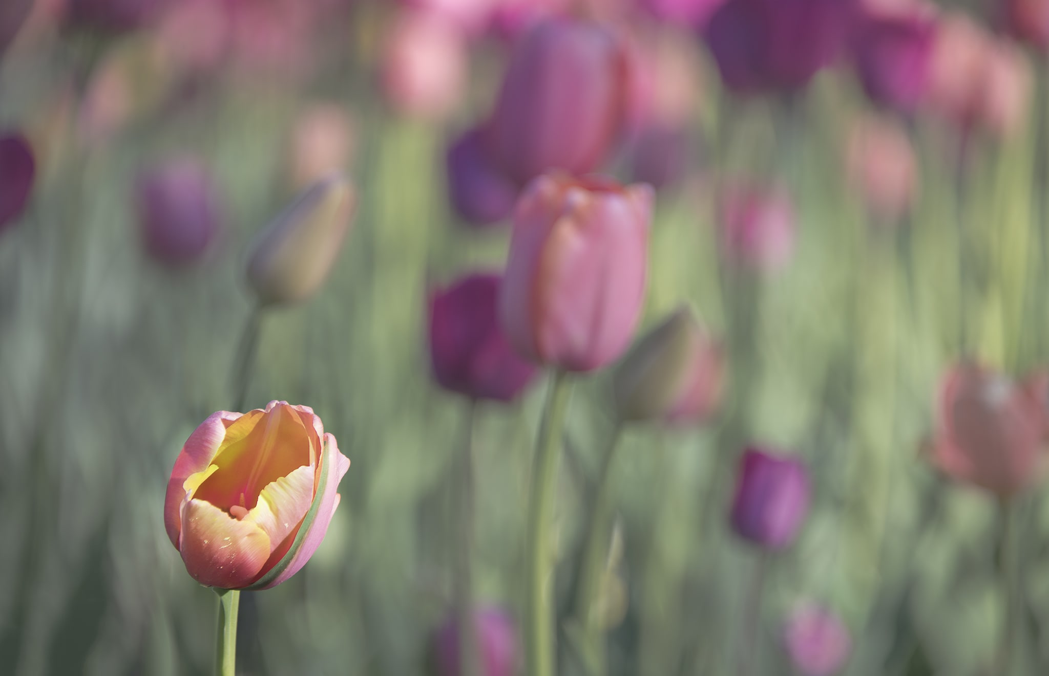 Colorful Tulip in field