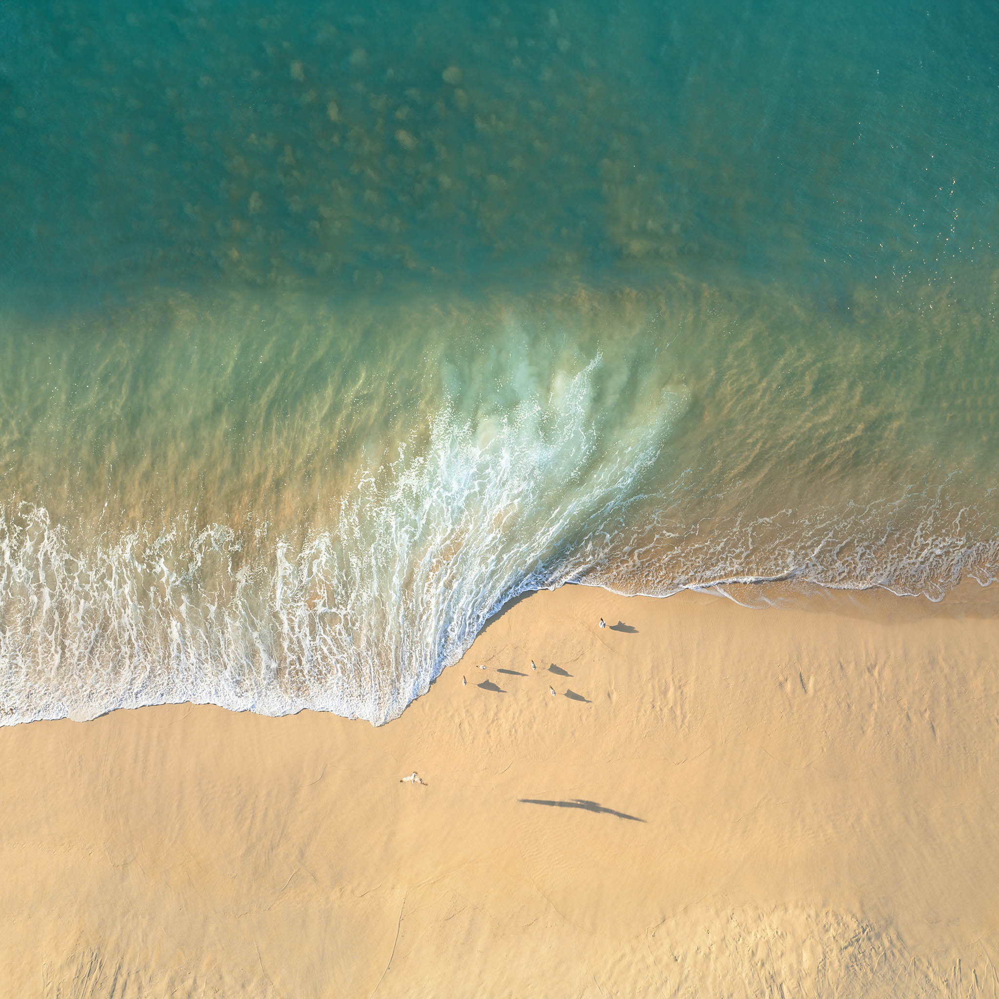 Seagulls on Shore - Aerial Picture