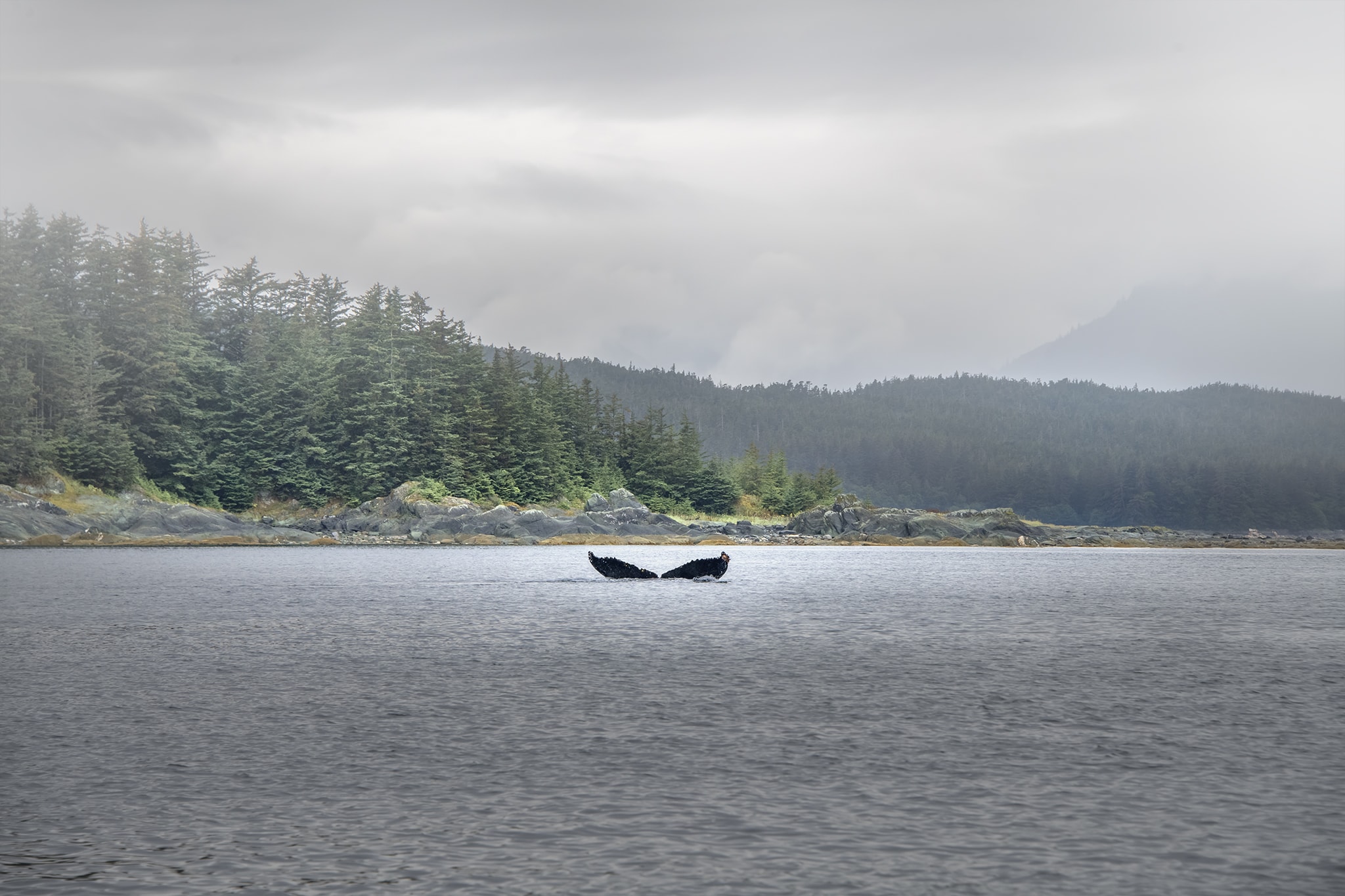 Whale Tail Picture in Juneau Alaska