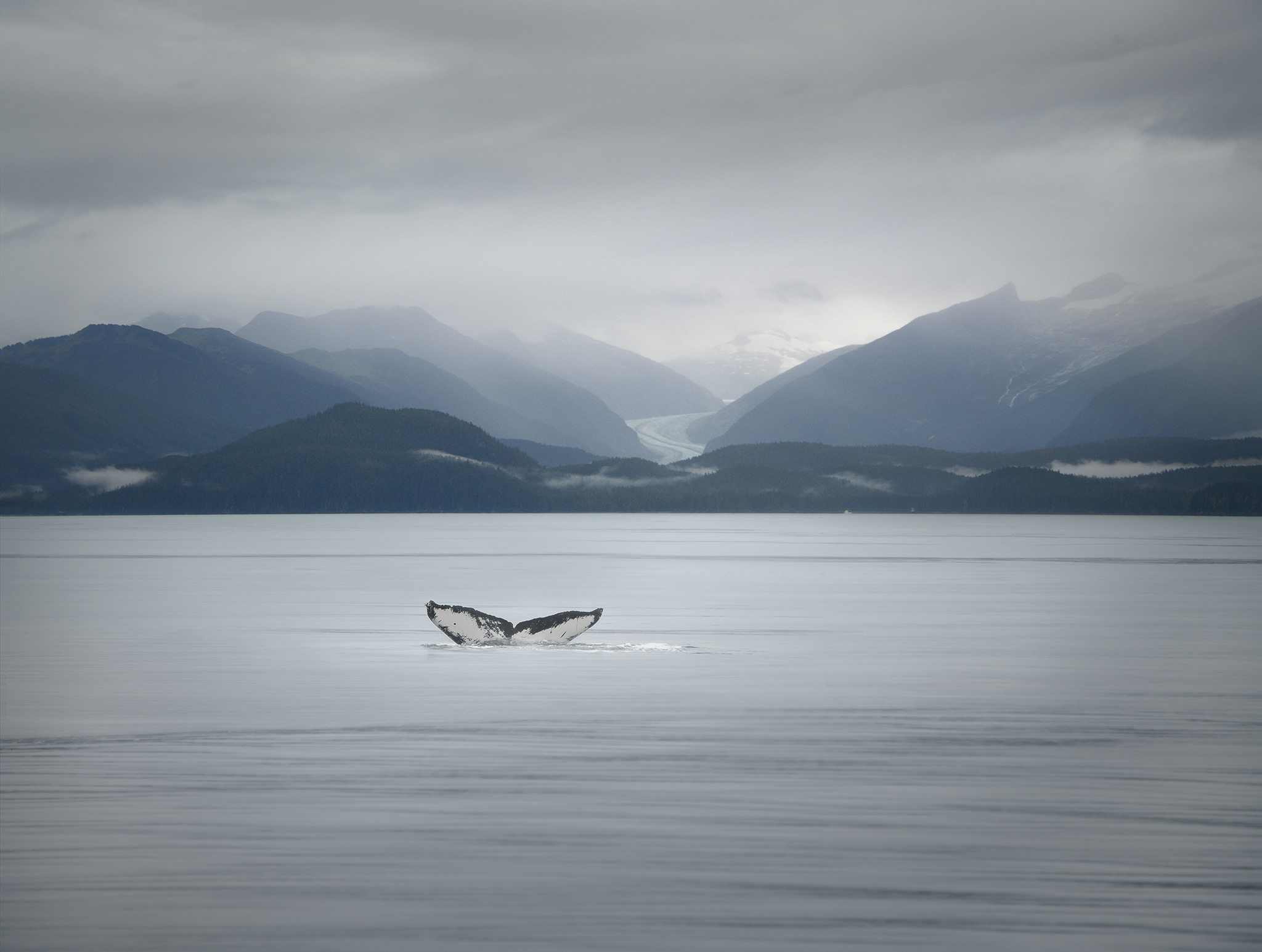 Whale Tail in Alaska