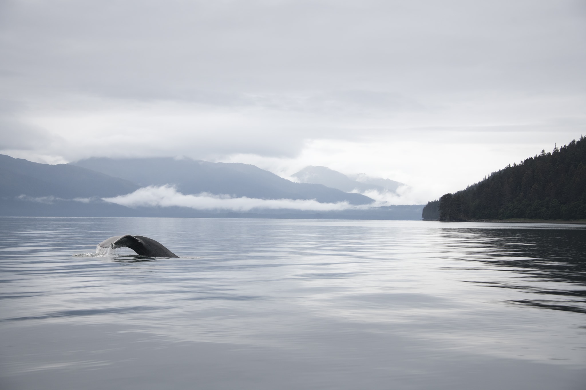 Whale in Glassy Water