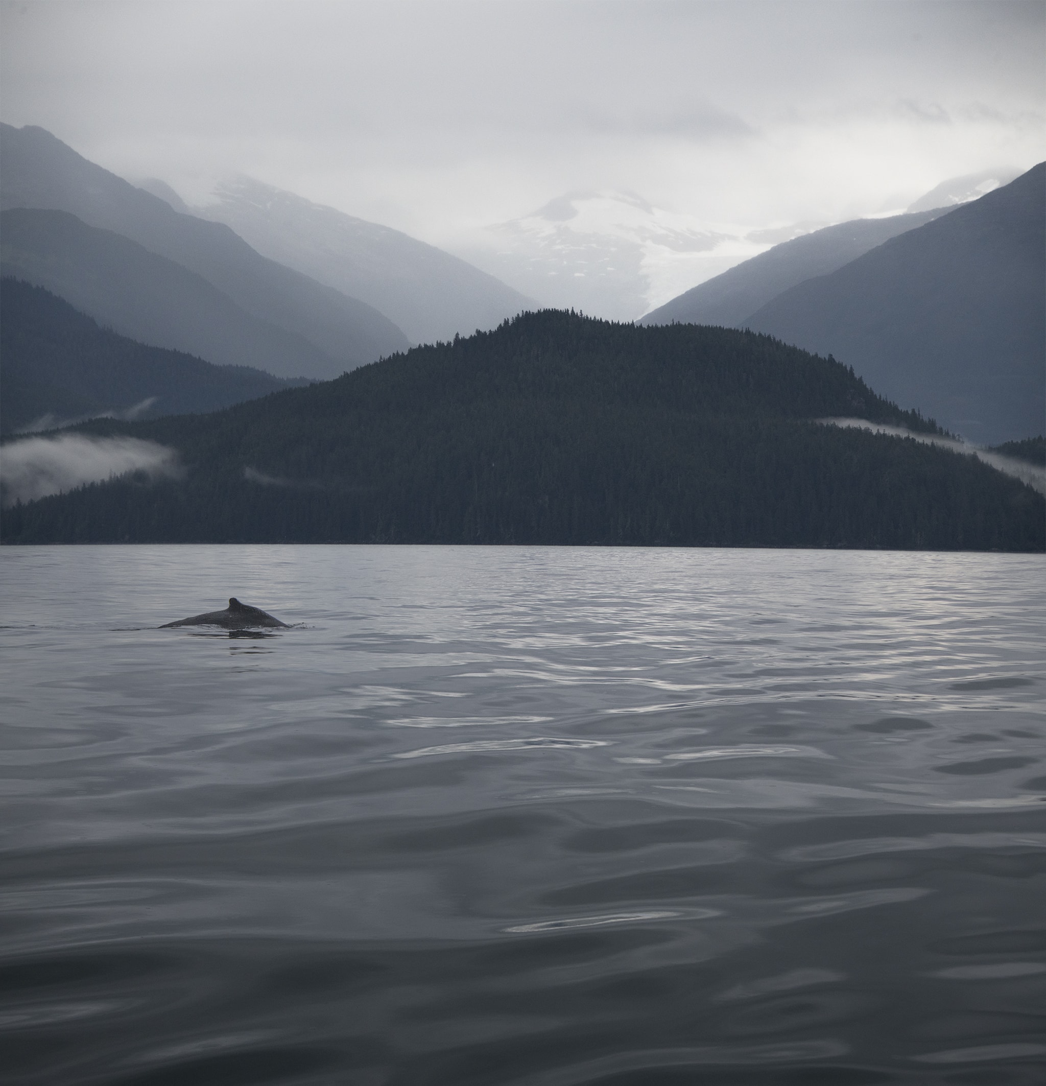 Whale Dorsal Fin in Alaska