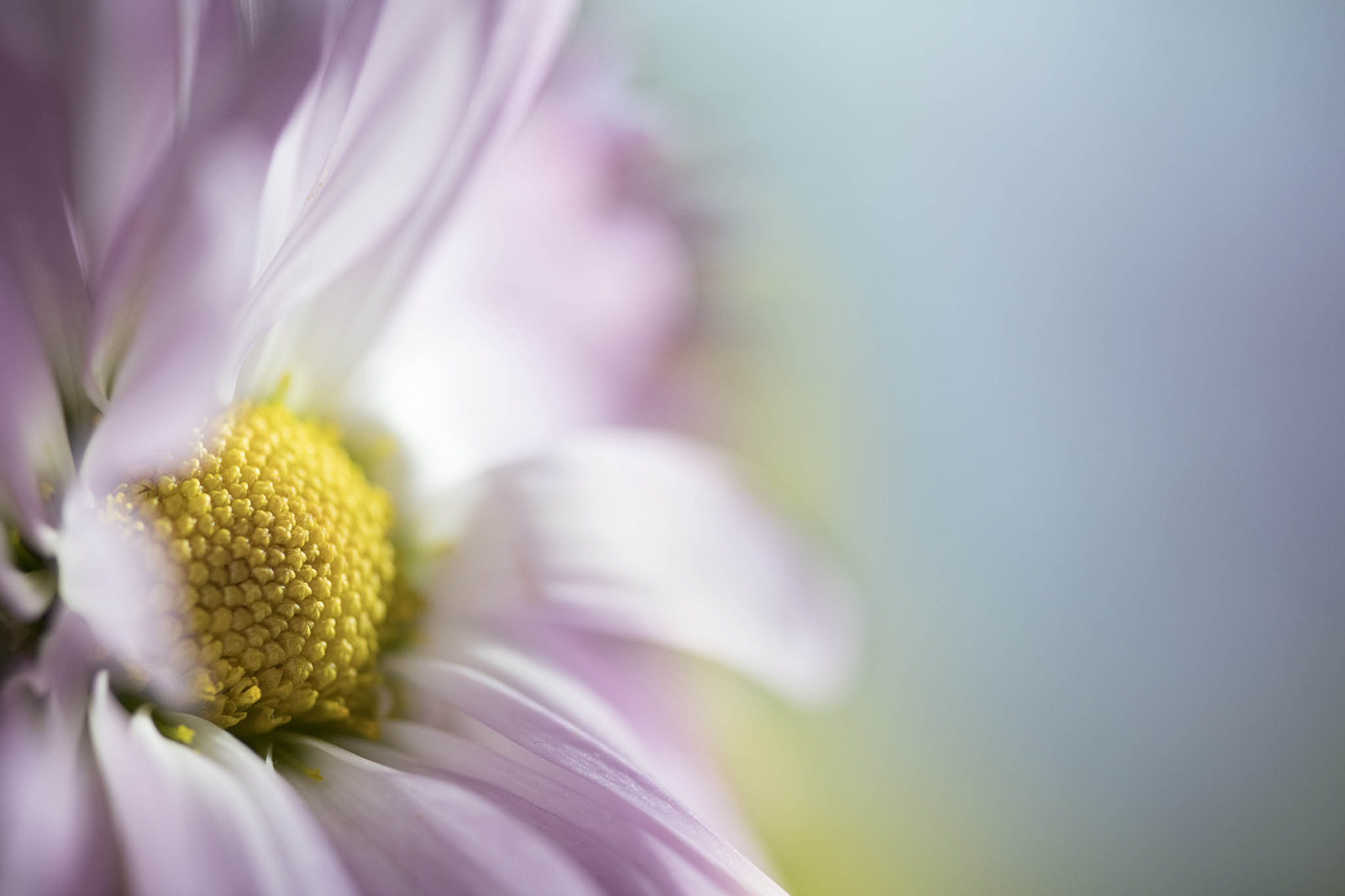 Daisy Flower Picture