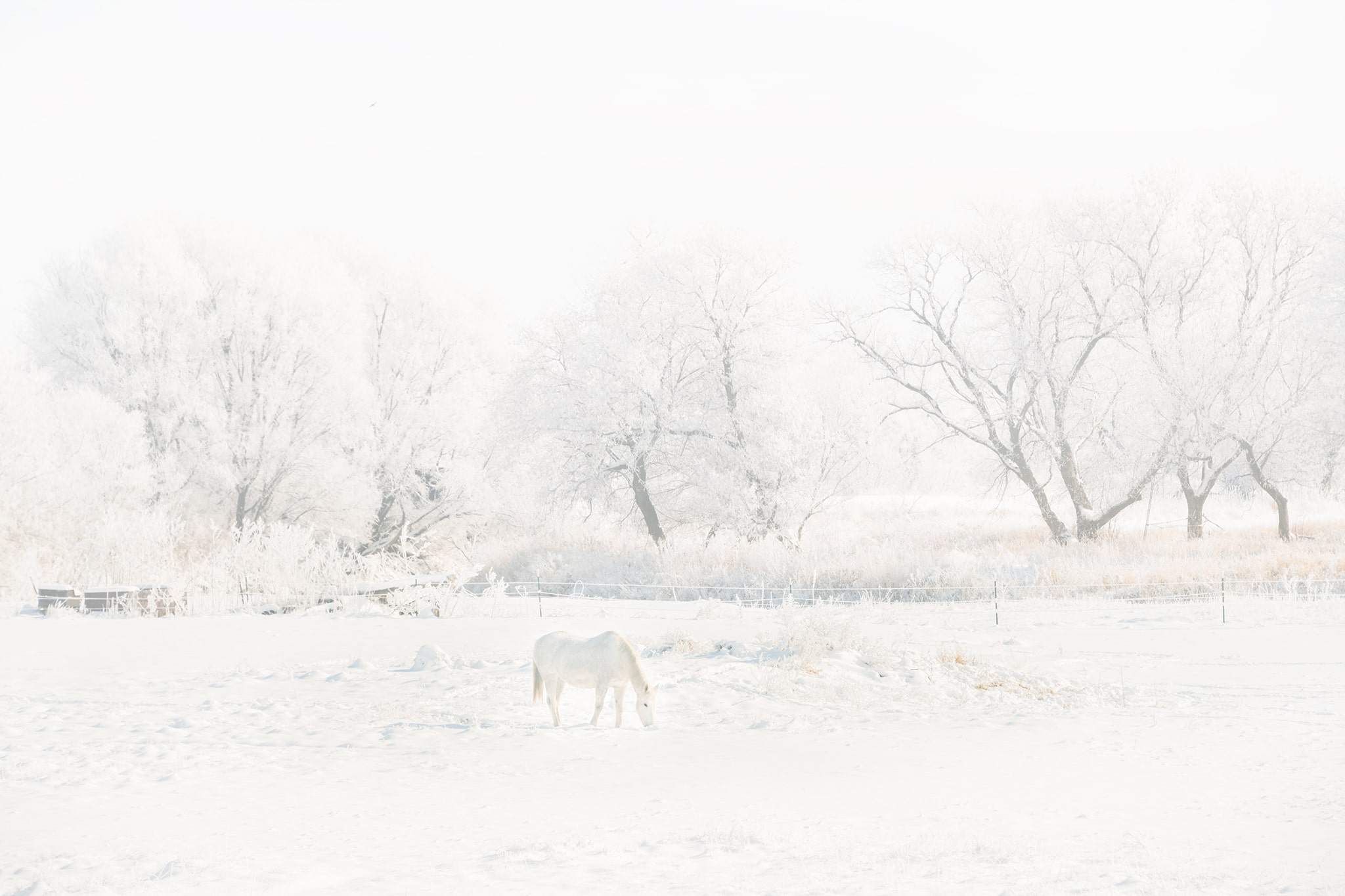 White Horse in White Snow