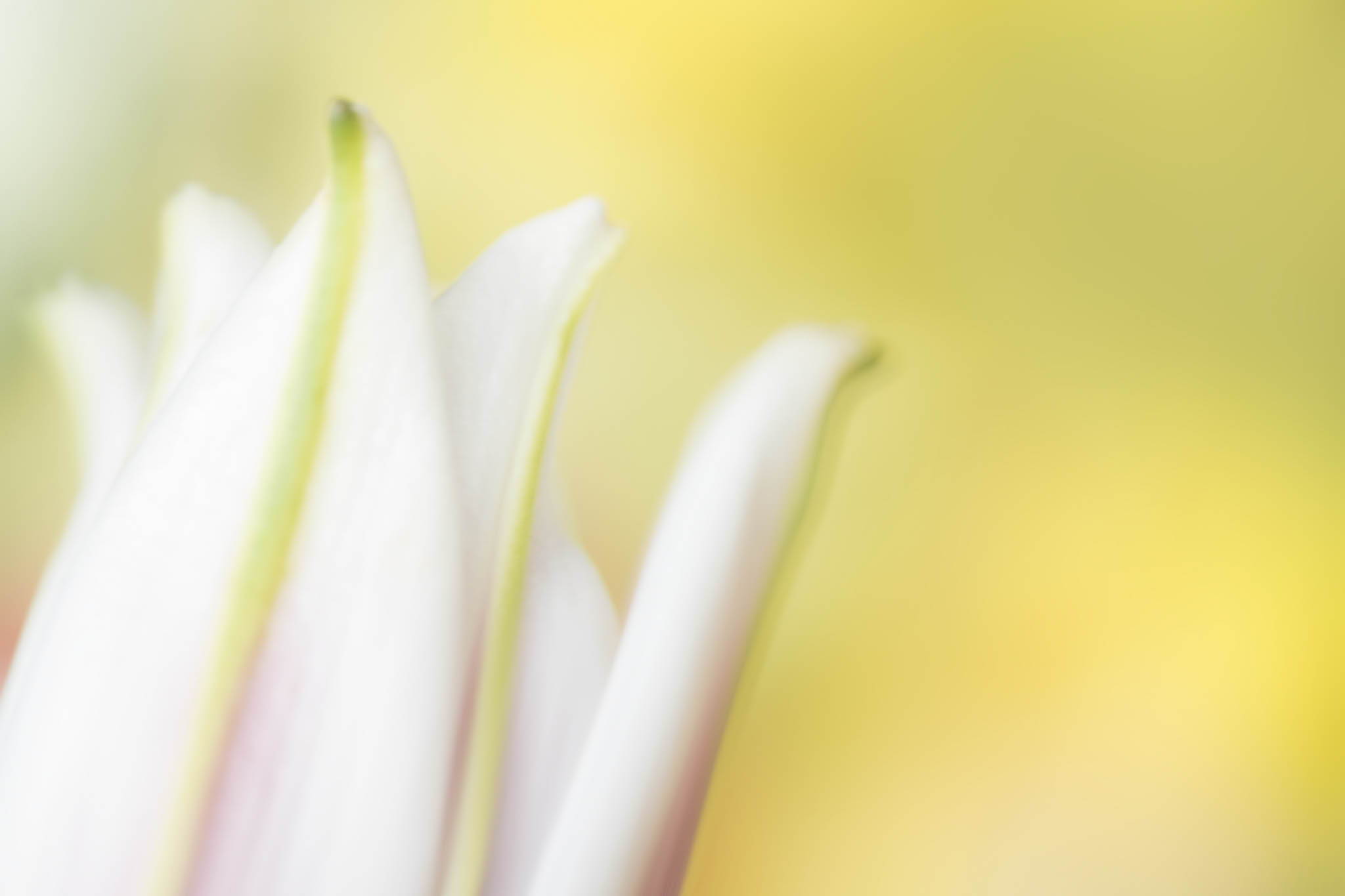 White Flower Petals on Yellow Background