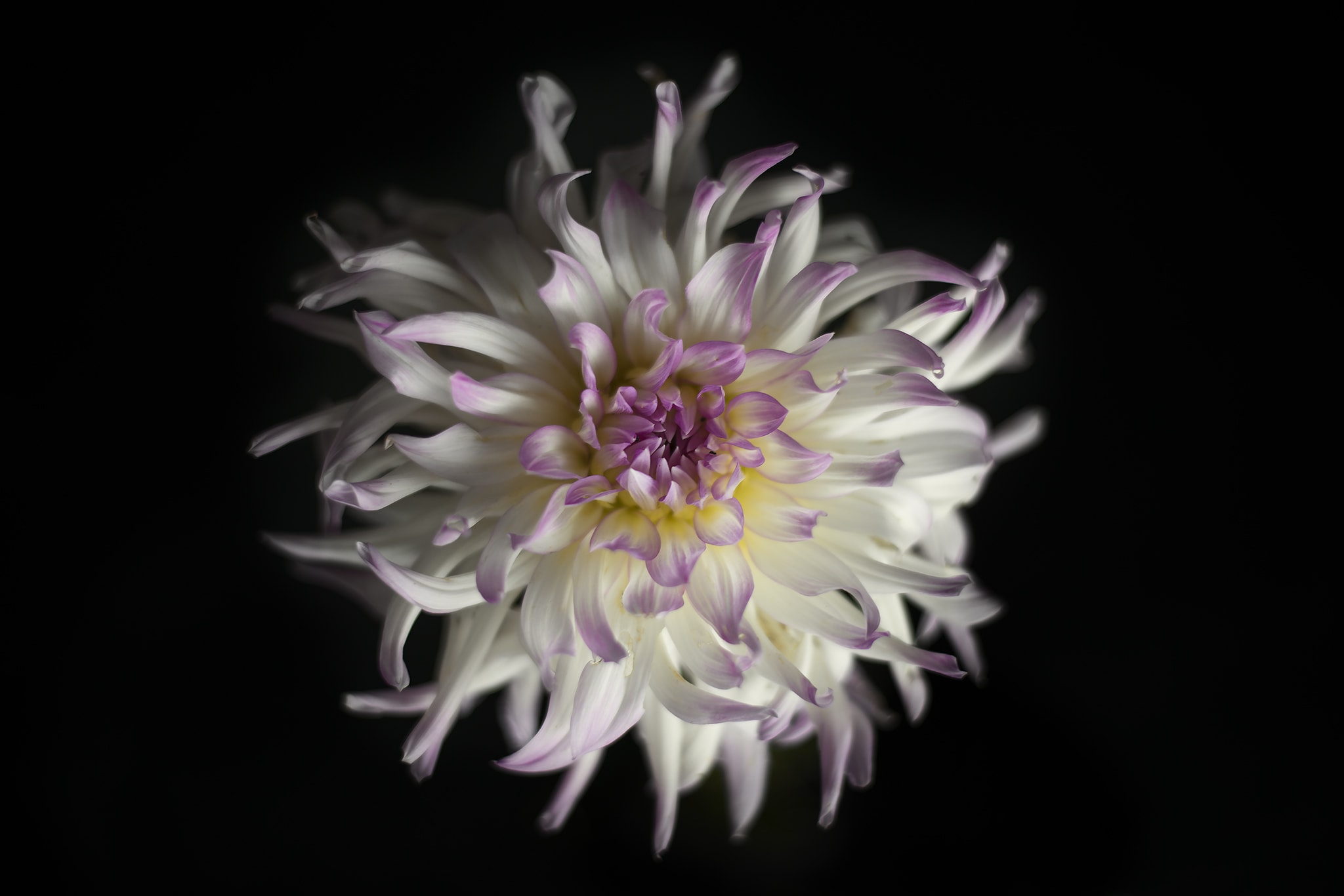 White and Purple Dahlia Flower