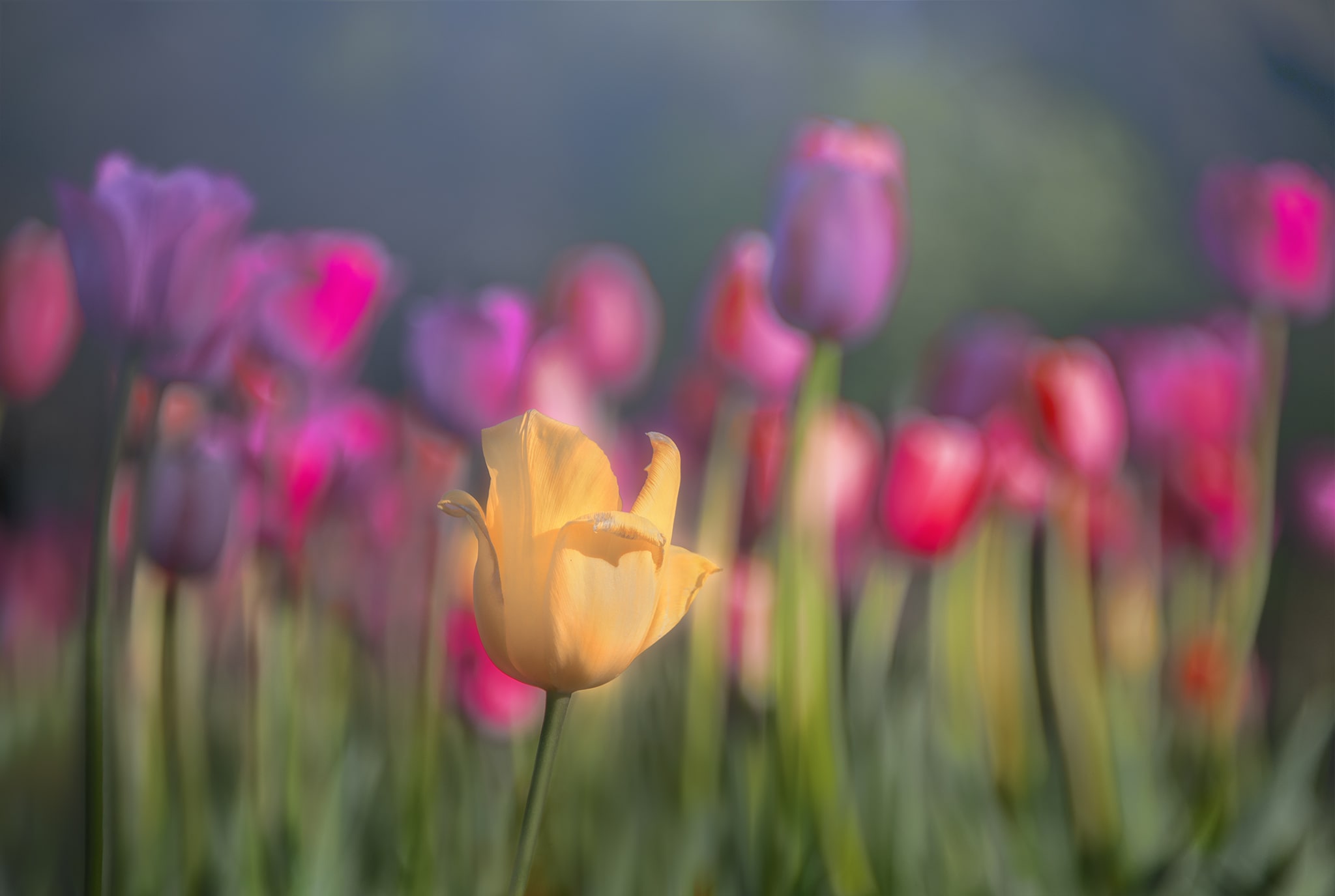 Yellow Tulip Picture