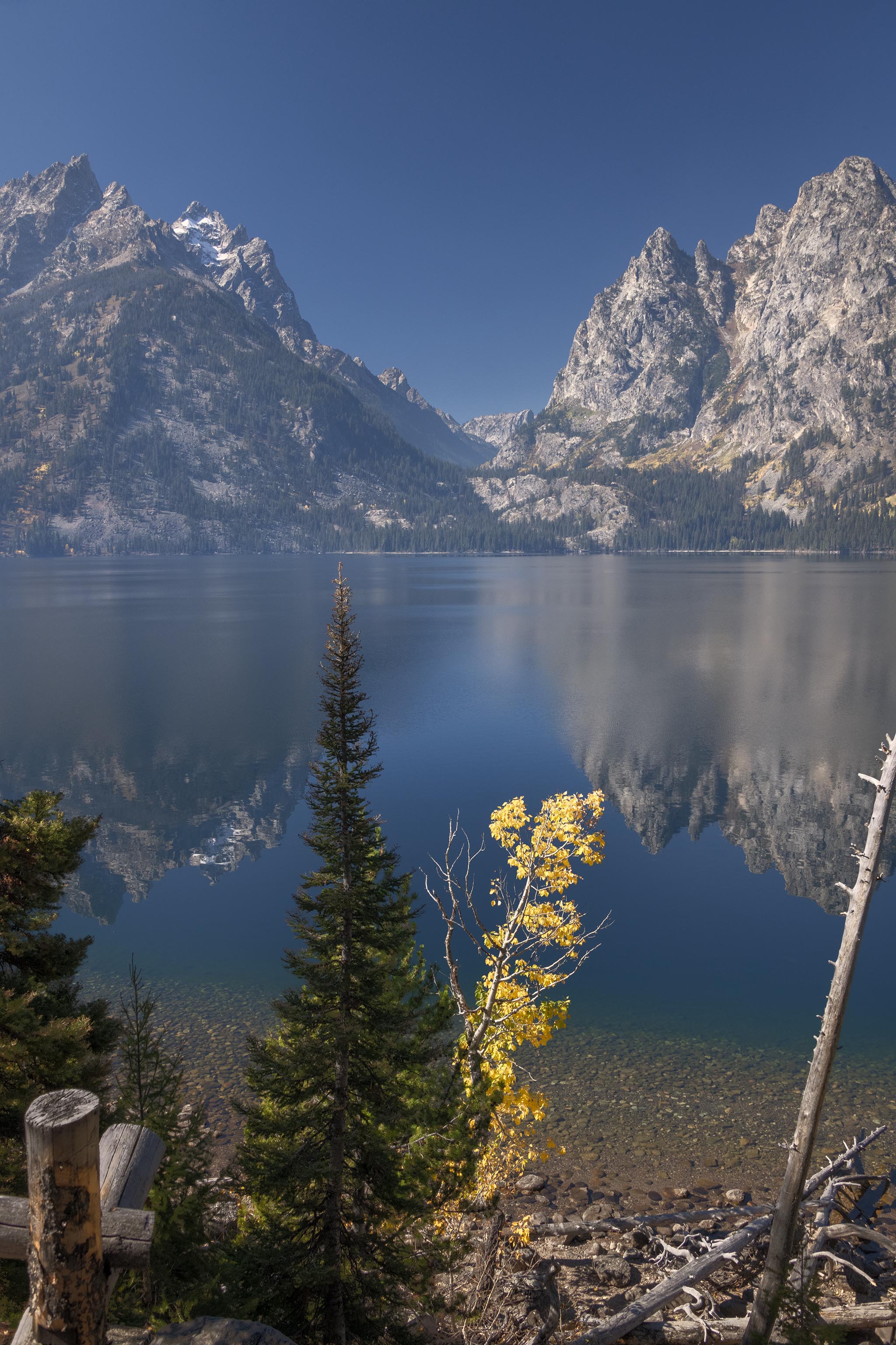 Trees along Jenny Lake at Grand Teton National Park
