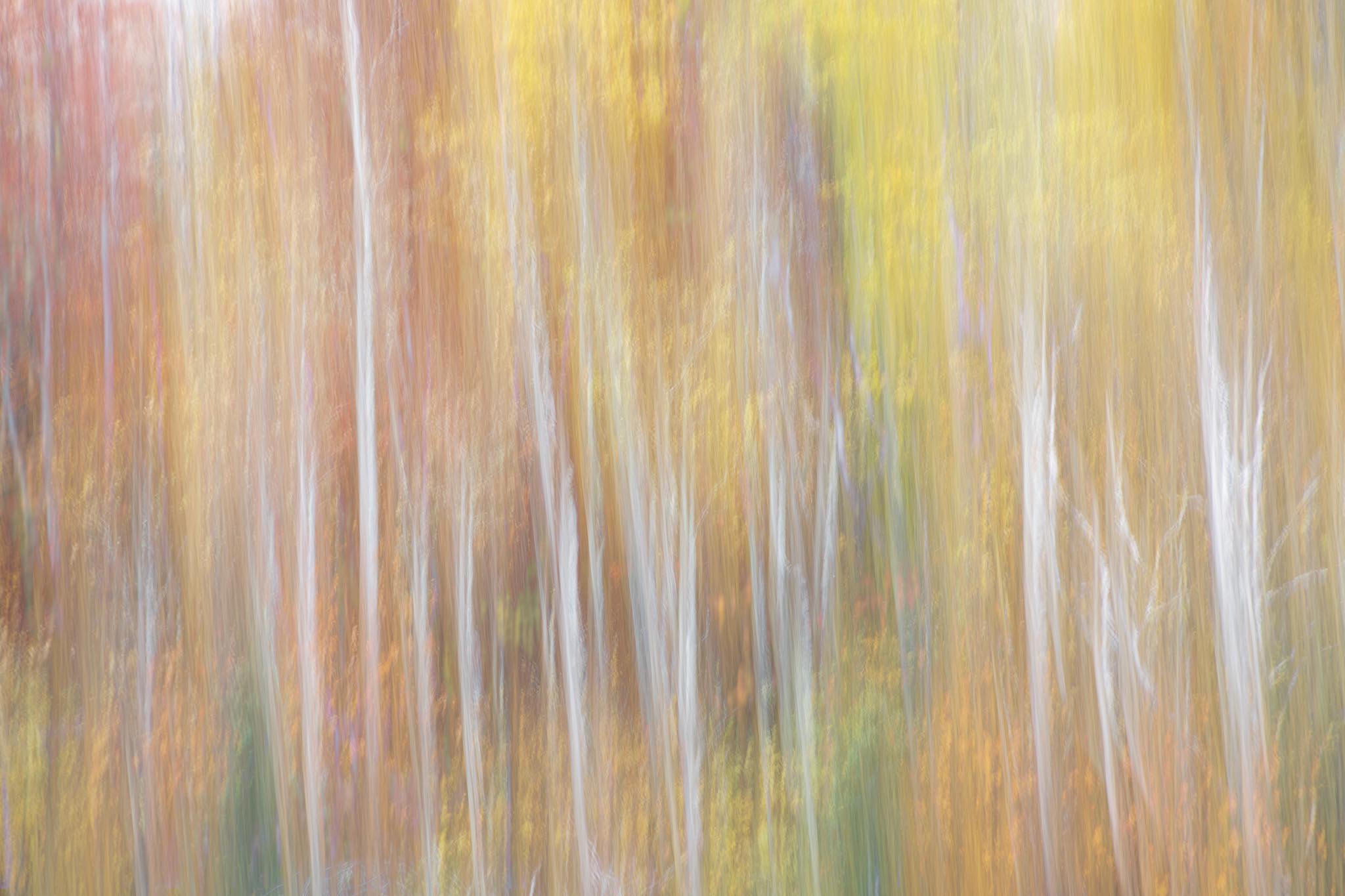 Colorful ICM Trees