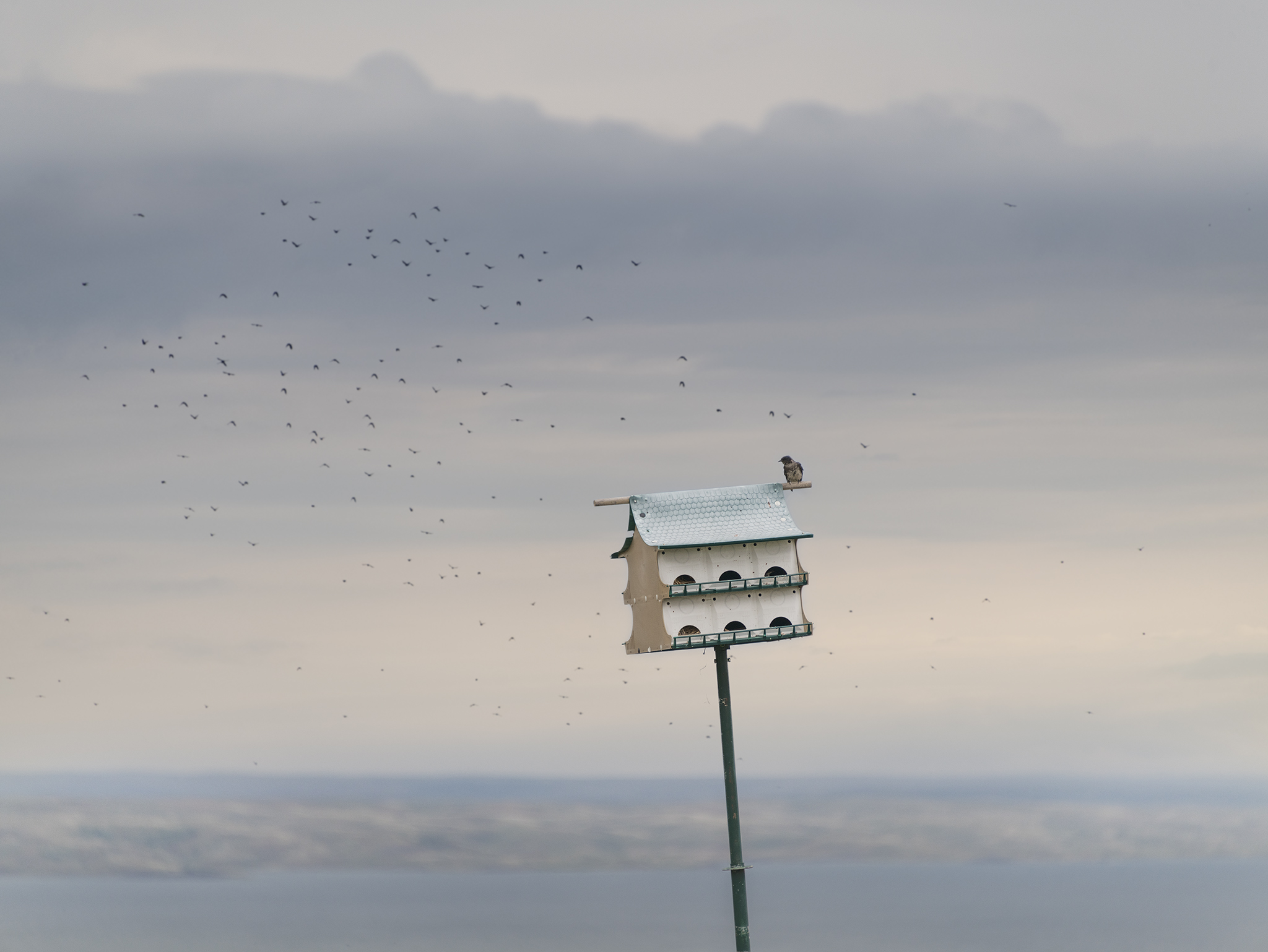 Bird flies into Birdhouse