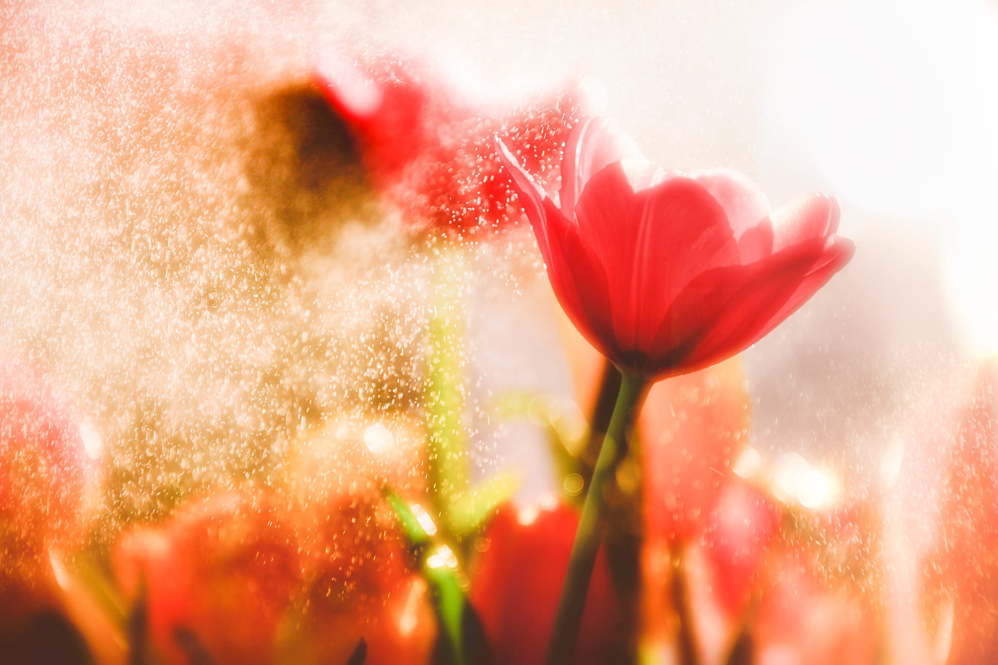 Water droplets among the flowers