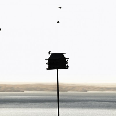 The Birdhouse Obsession