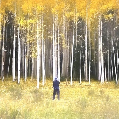 Aspens Among Aspens in Colorado