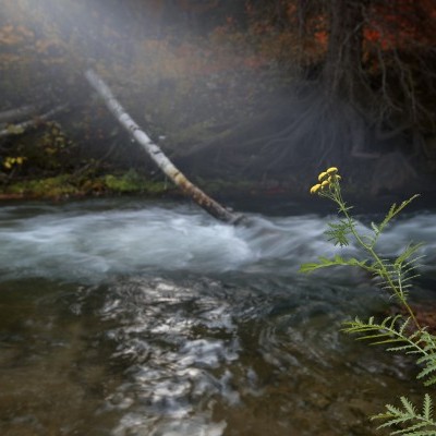 Streamy Autumn Auras & Waterfalls