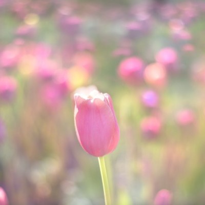 A Tulip Gallery